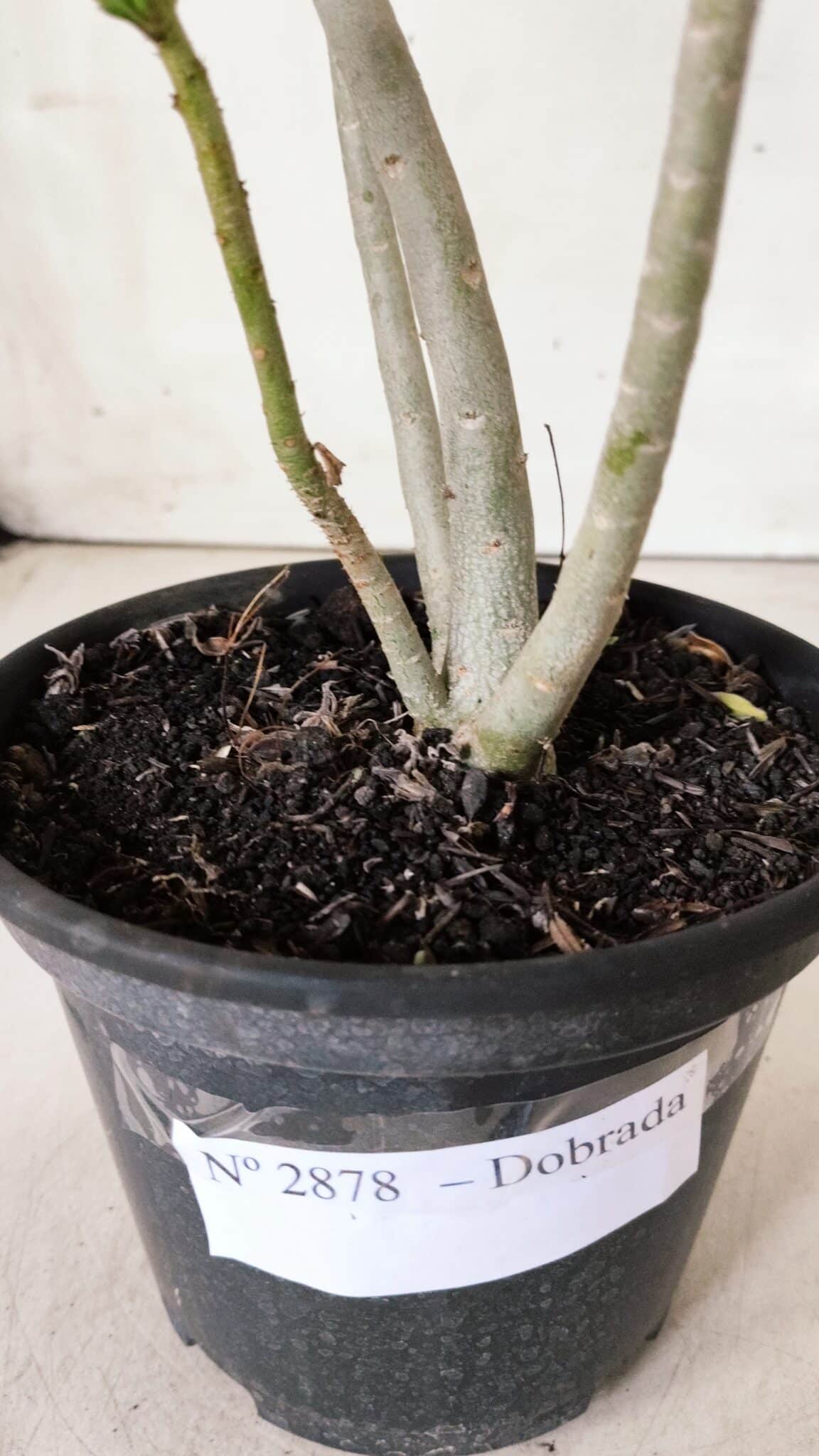 Planta Dobrada 2878 – 30cm – 02 anos