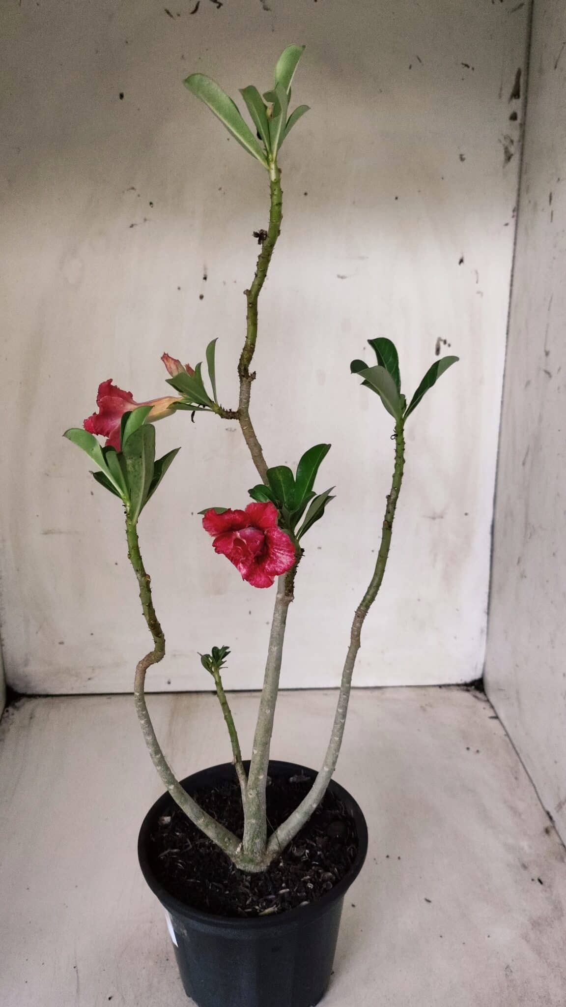 Planta Dobrada 2878 – 30cm – 02 anos
