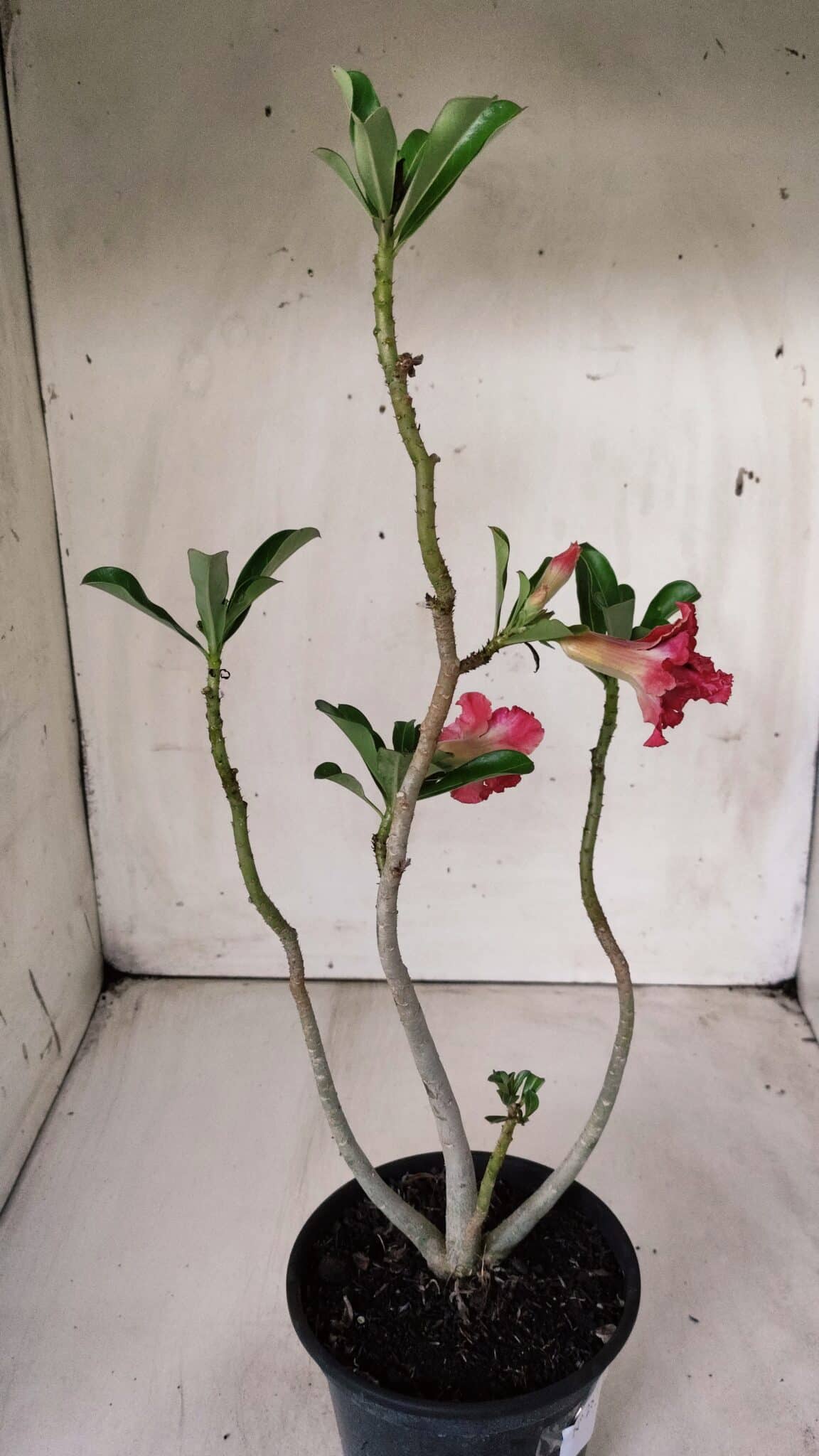 Planta Dobrada 2878 – 30cm – 02 anos