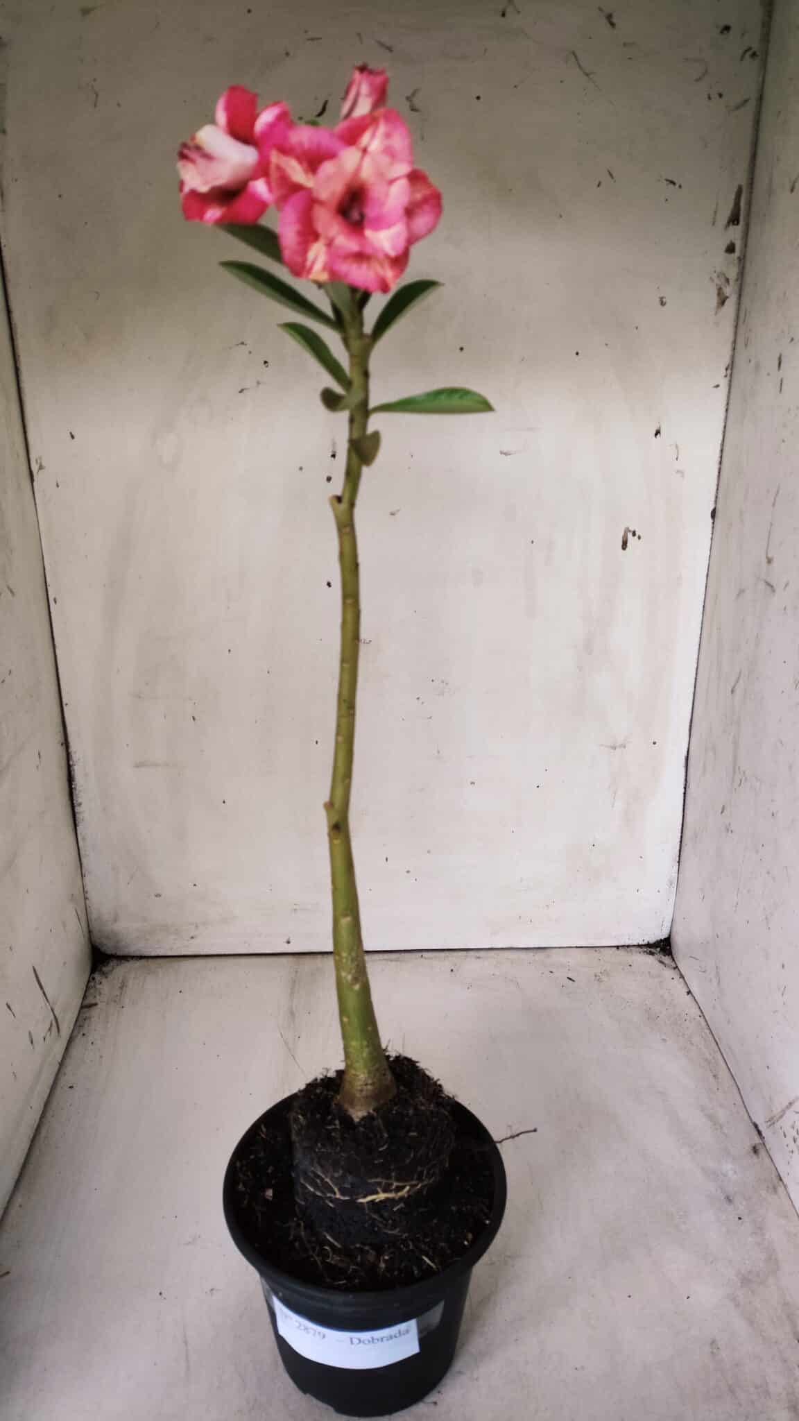 Planta Dobrada 2879 – 30cm – 02 anos