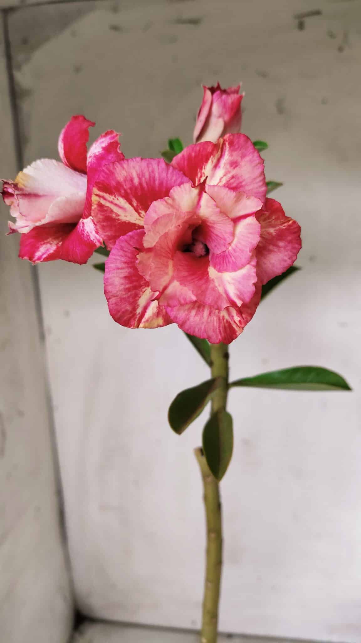Planta Dobrada 2879 – 30cm – 02 anos