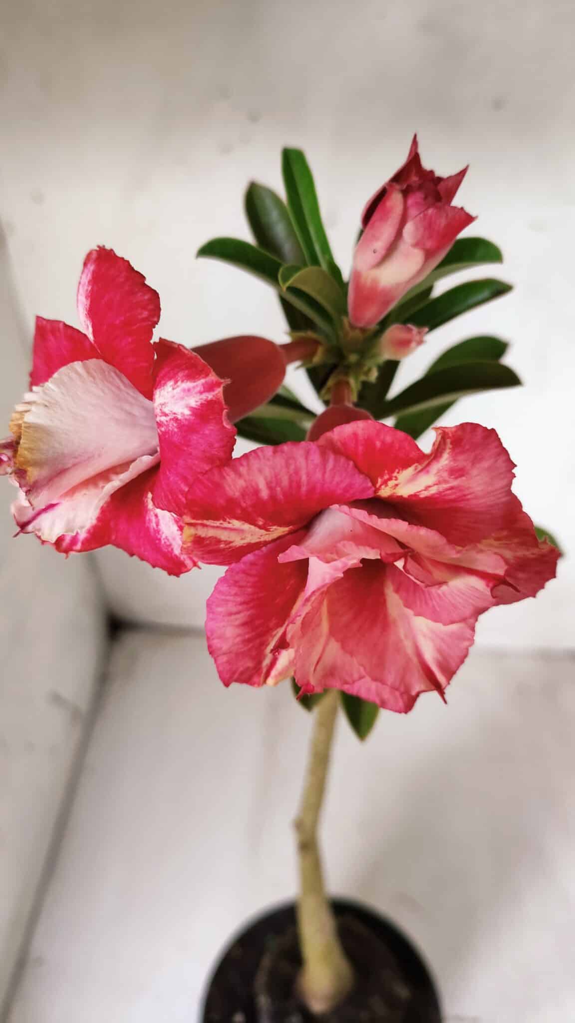 Planta Dobrada 2879 – 30cm – 02 anos