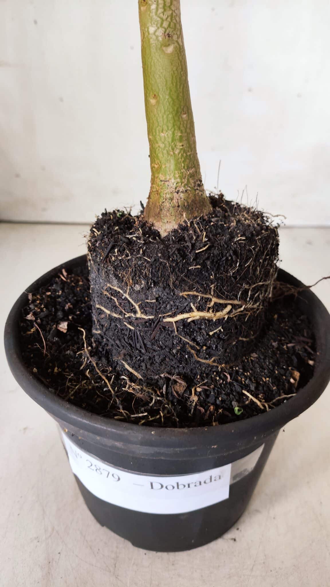 Planta Dobrada 2879 – 30cm – 02 anos