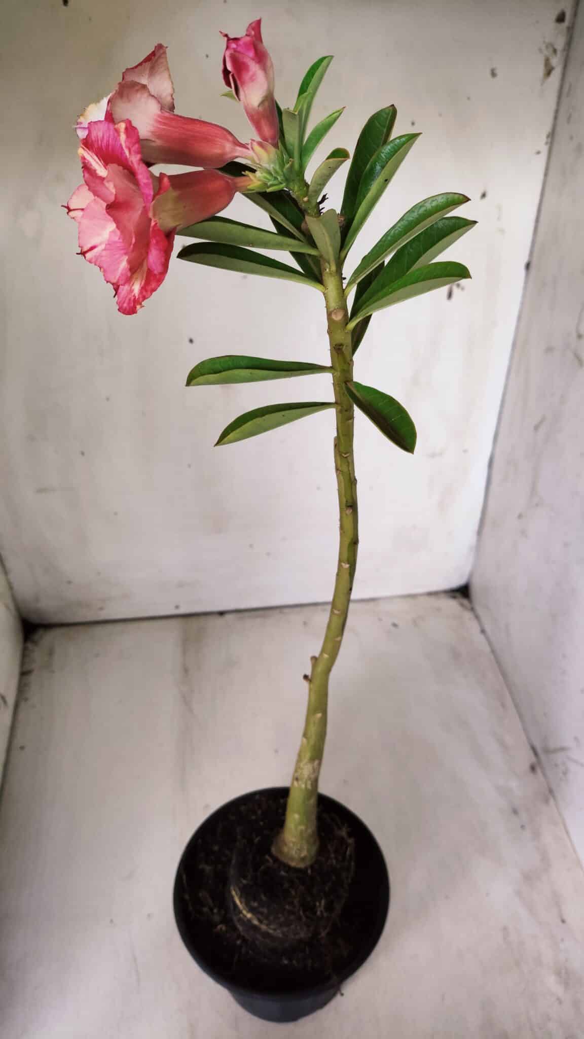 Planta Dobrada 2879 – 30cm – 02 anos