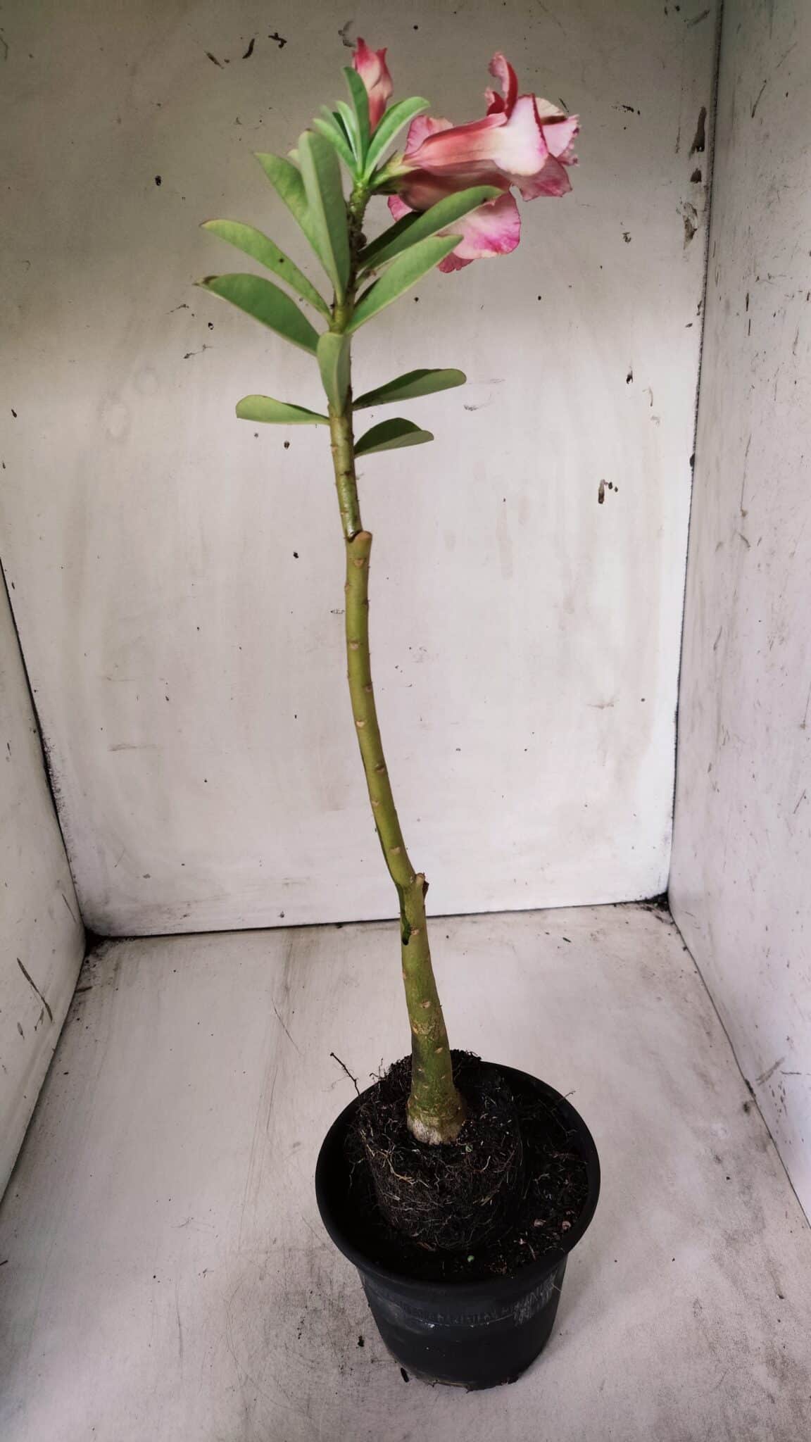 Planta Dobrada 2879 – 30cm – 02 anos