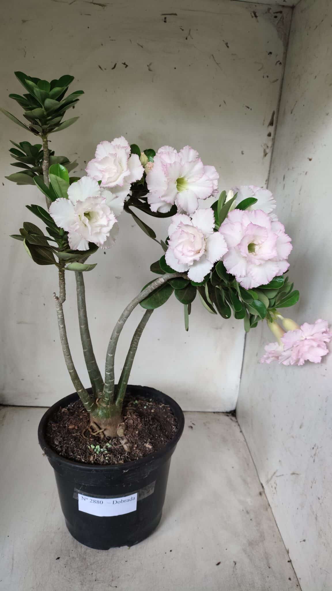Planta Dobrada 2880 – 40cm – 03 anos