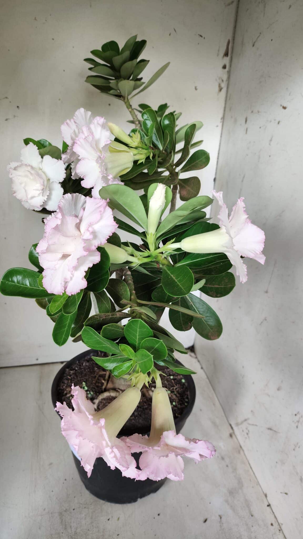 Planta Dobrada 2880 – 40cm – 03 anos
