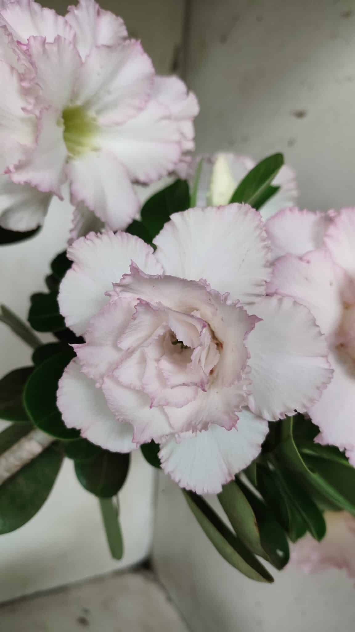 Planta Dobrada 2880 – 40cm – 03 anos