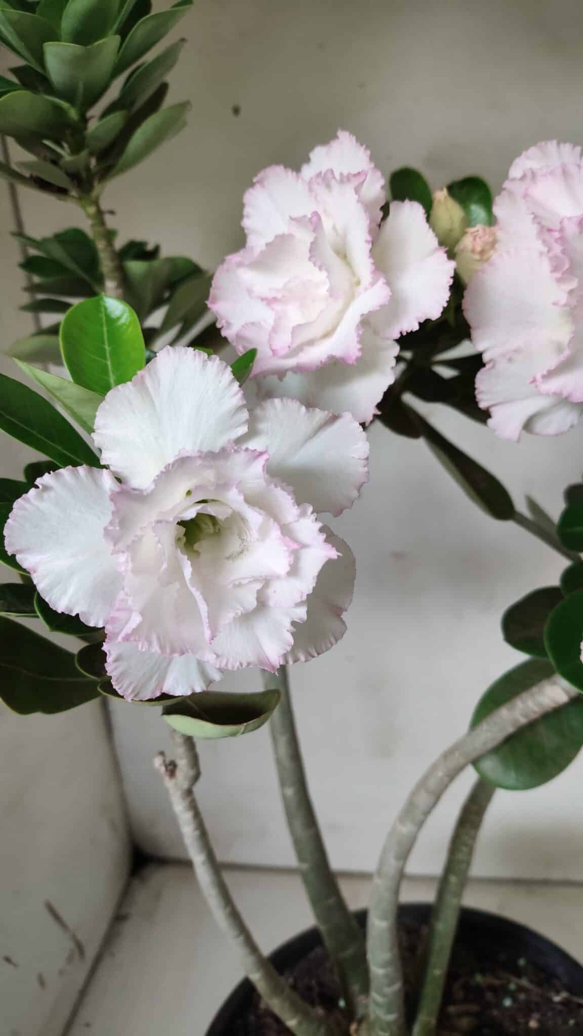 Planta Dobrada 2880 – 40cm – 03 anos