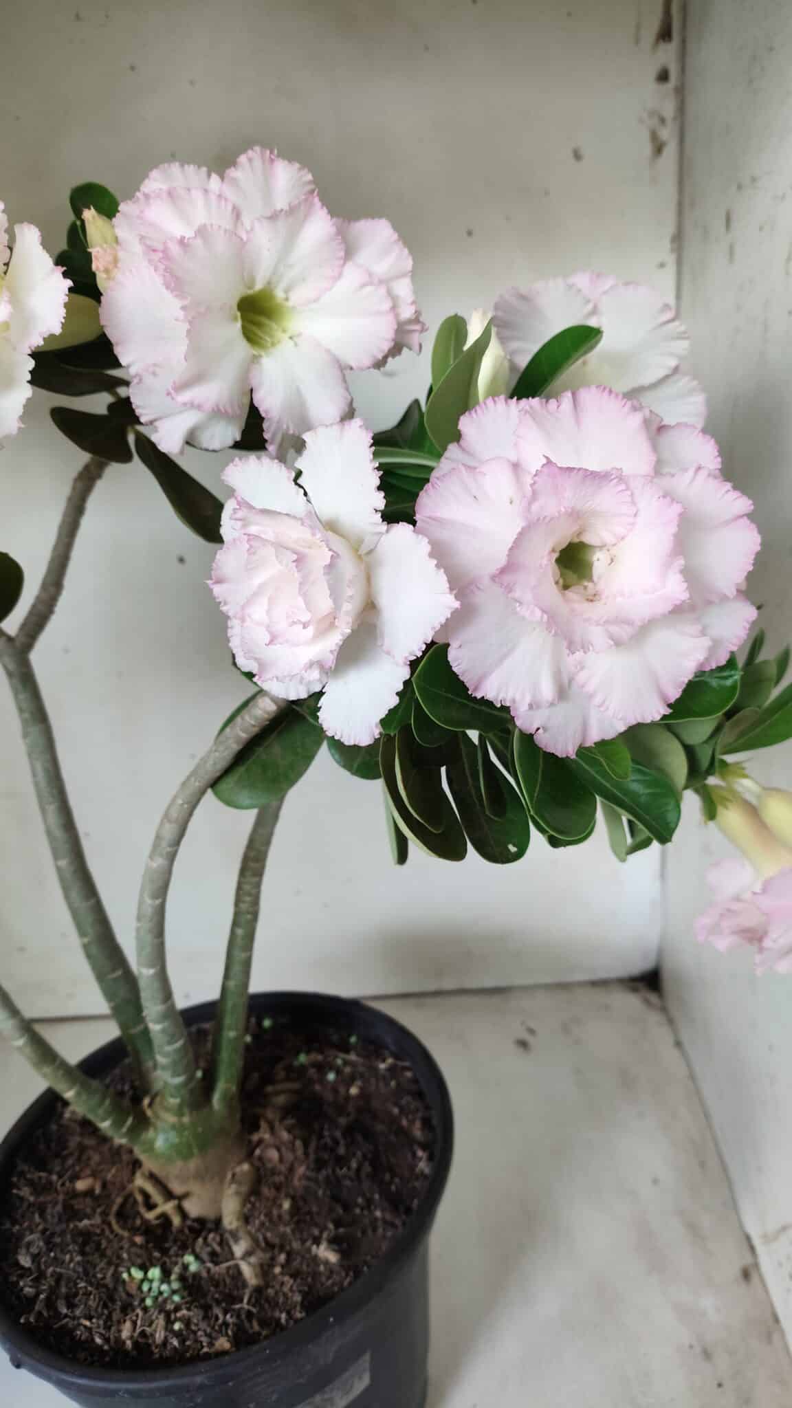 Planta Dobrada 2880 – 40cm – 03 anos