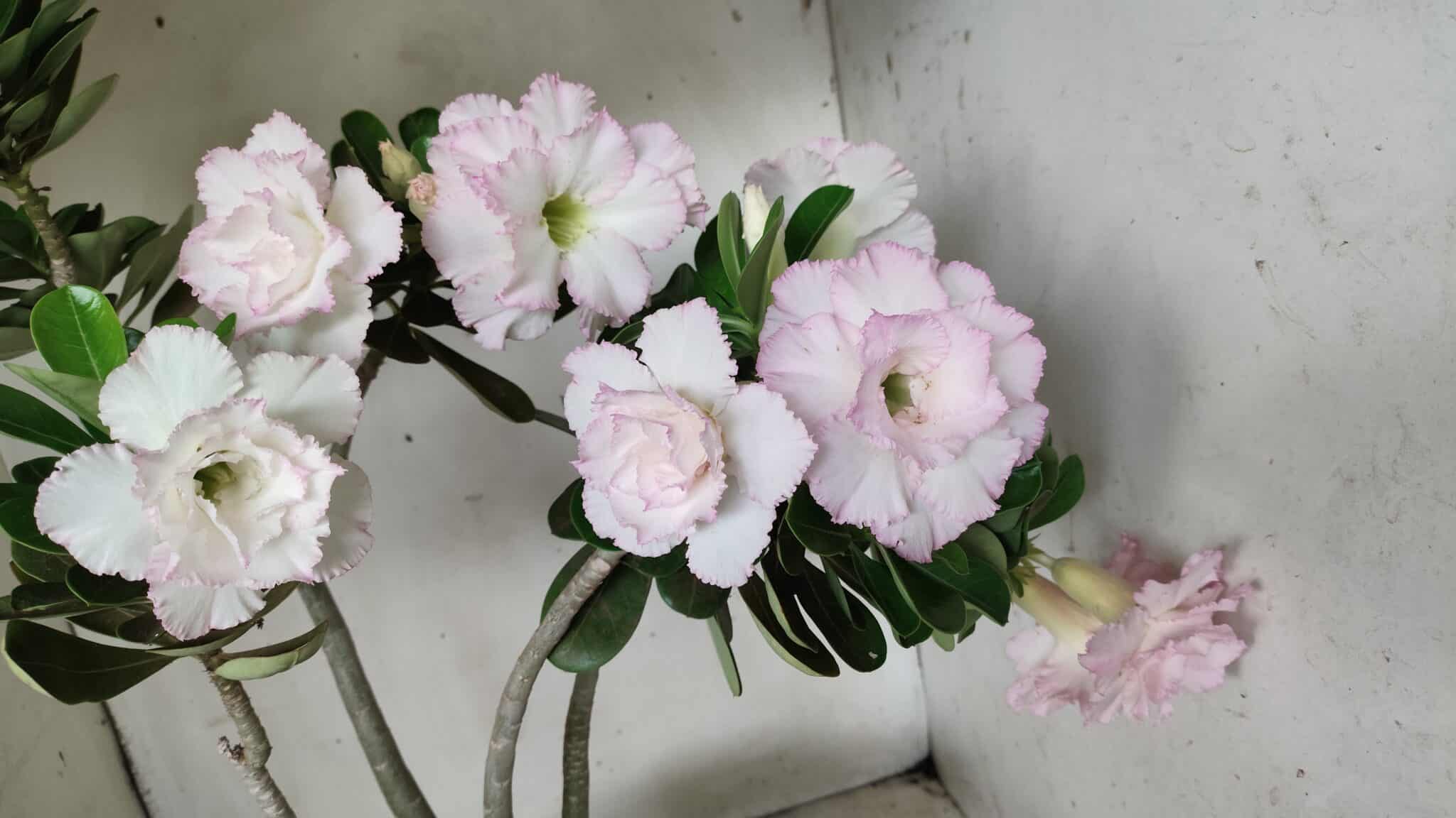Planta Dobrada 2880 – 40cm – 03 anos