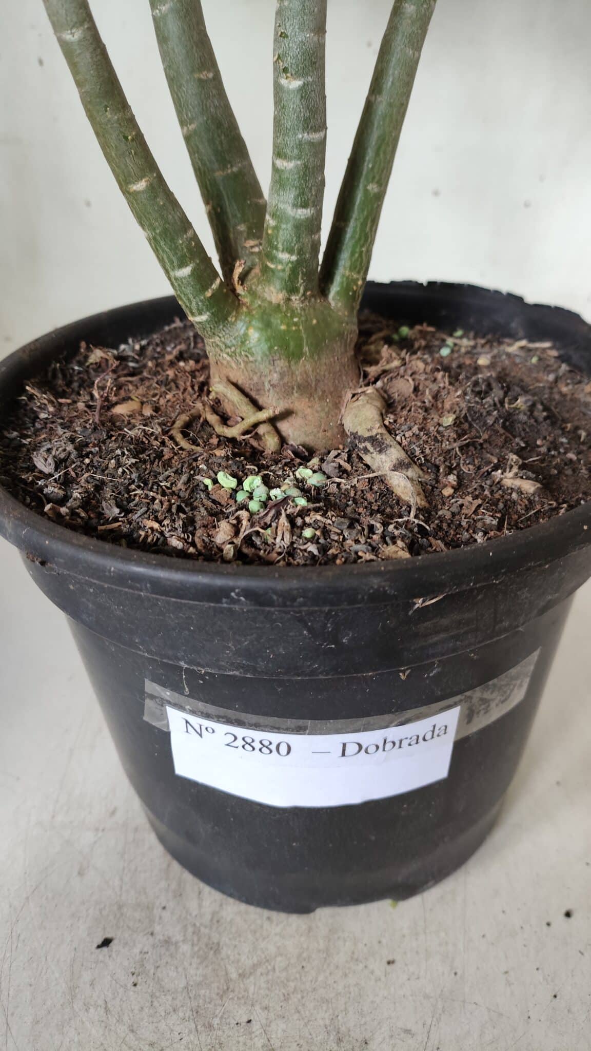 Planta Dobrada 2880 – 40cm – 03 anos