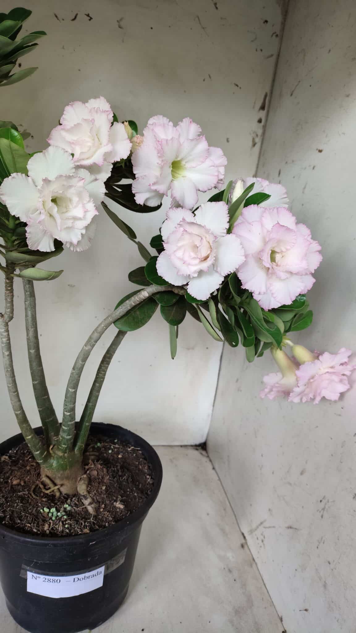 Planta Dobrada 2880 – 40cm – 03 anos