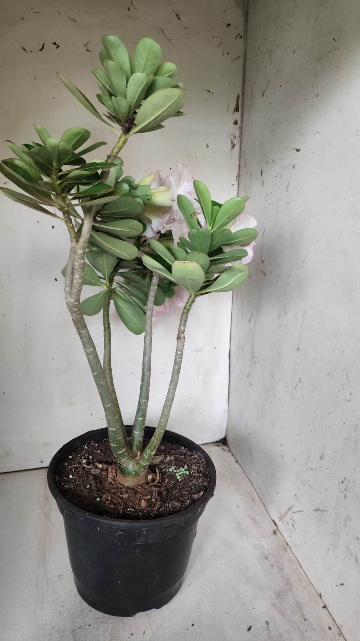 Planta Dobrada 2880 – 40cm – 03 anos