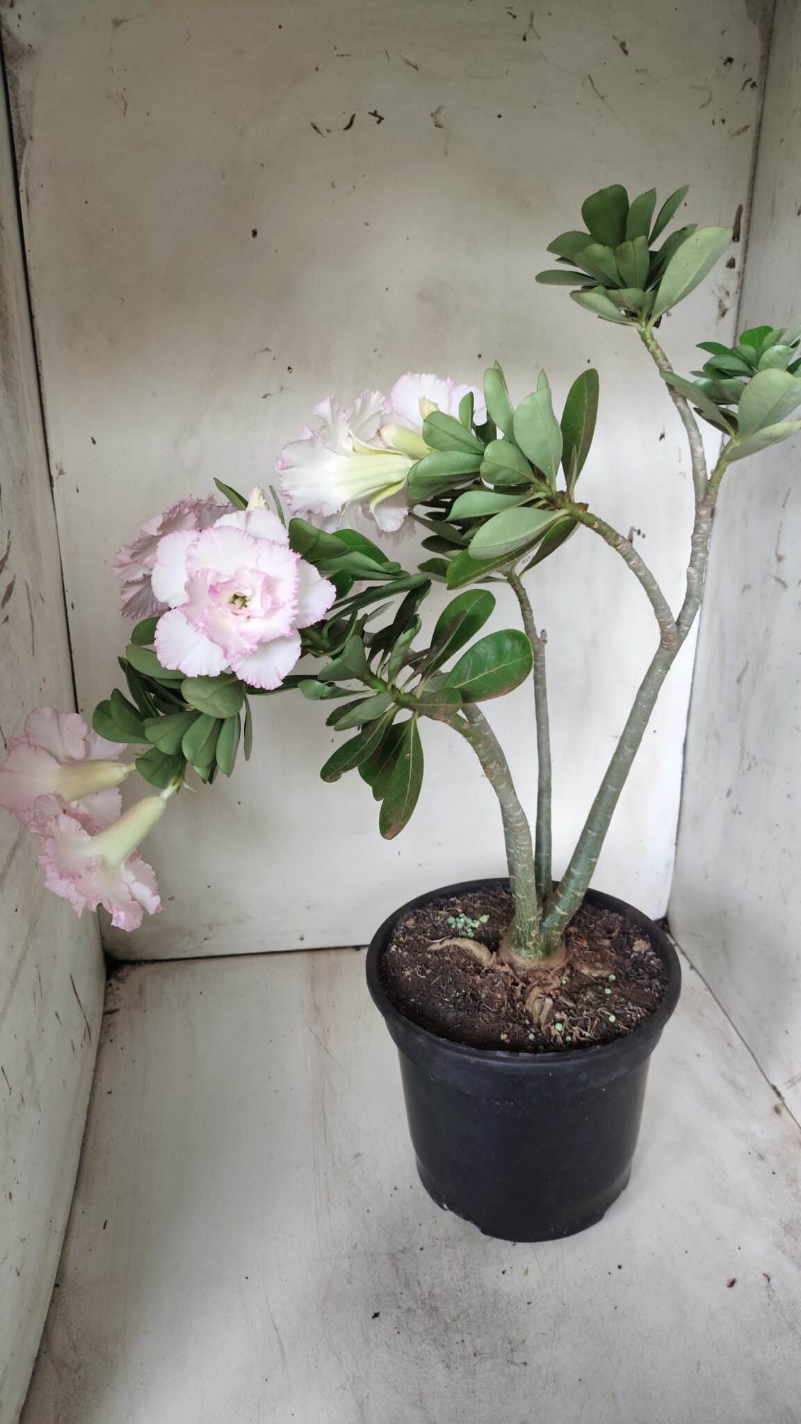 Planta Dobrada 2880 – 40cm – 03 anos