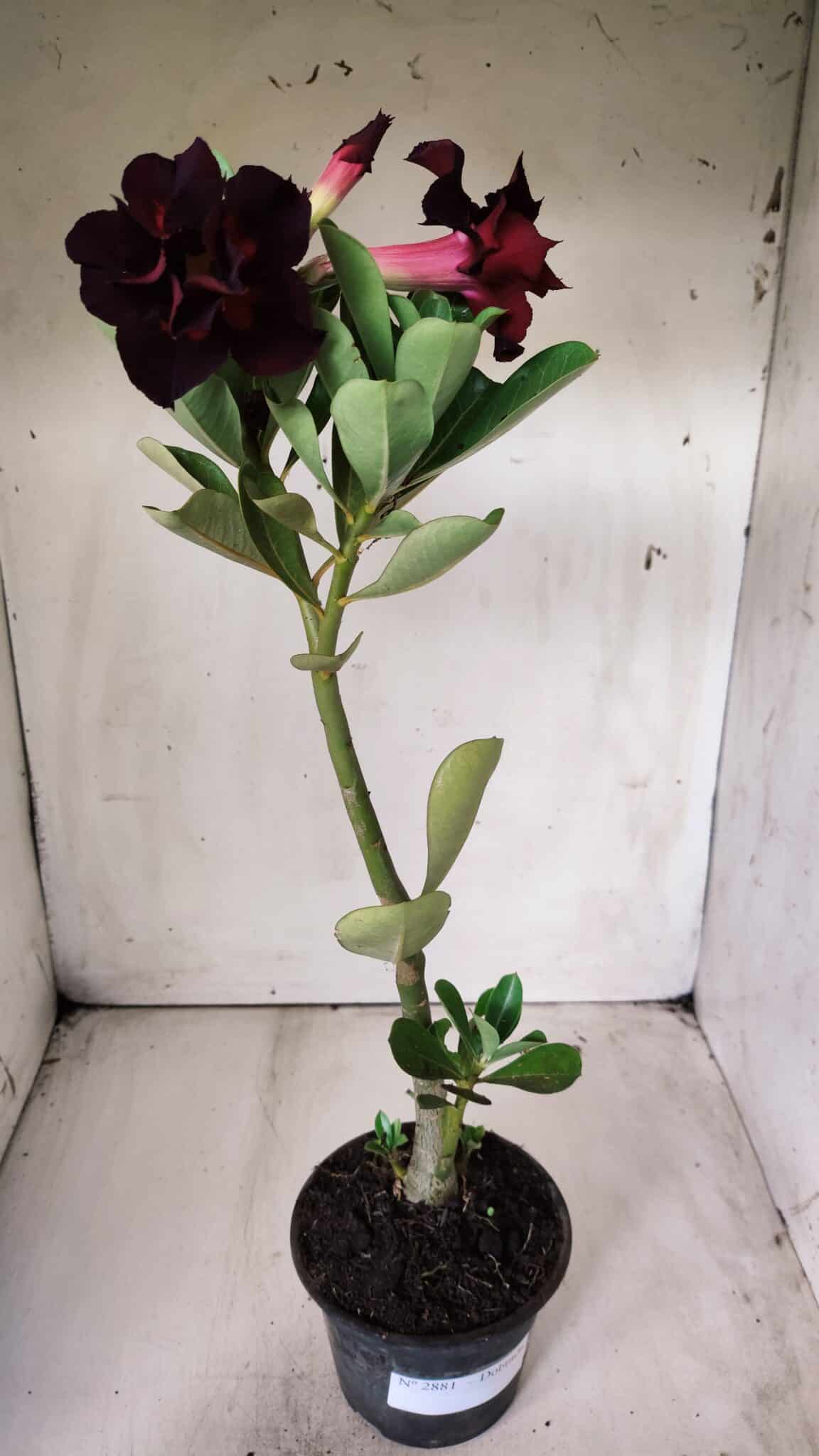 Planta Dobrada 2881 – 30cm – 02 anos