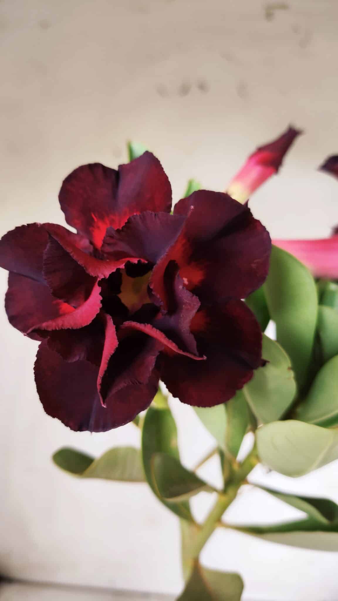 Planta Dobrada 2881 – 30cm – 02 anos