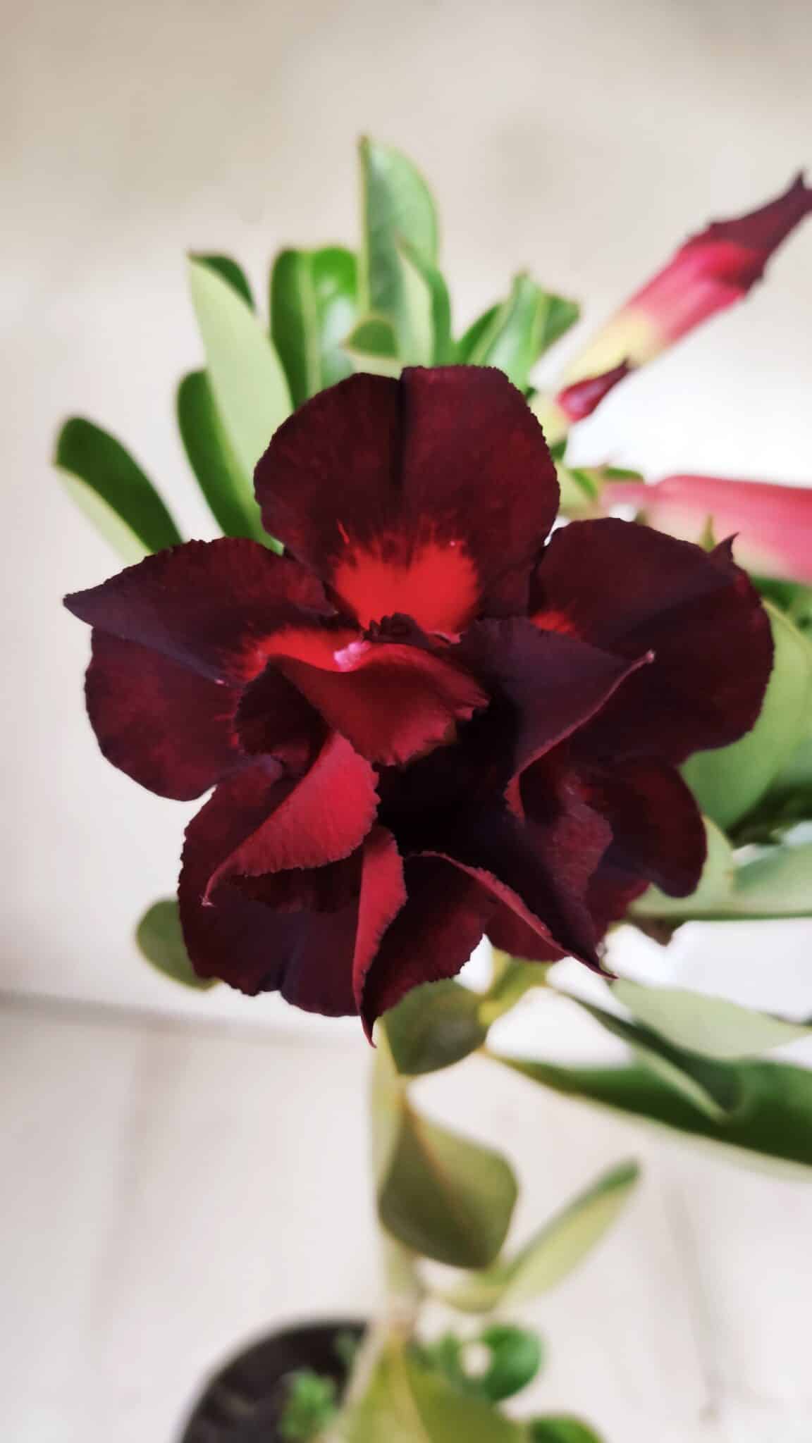 Planta Dobrada 2881 – 30cm – 02 anos