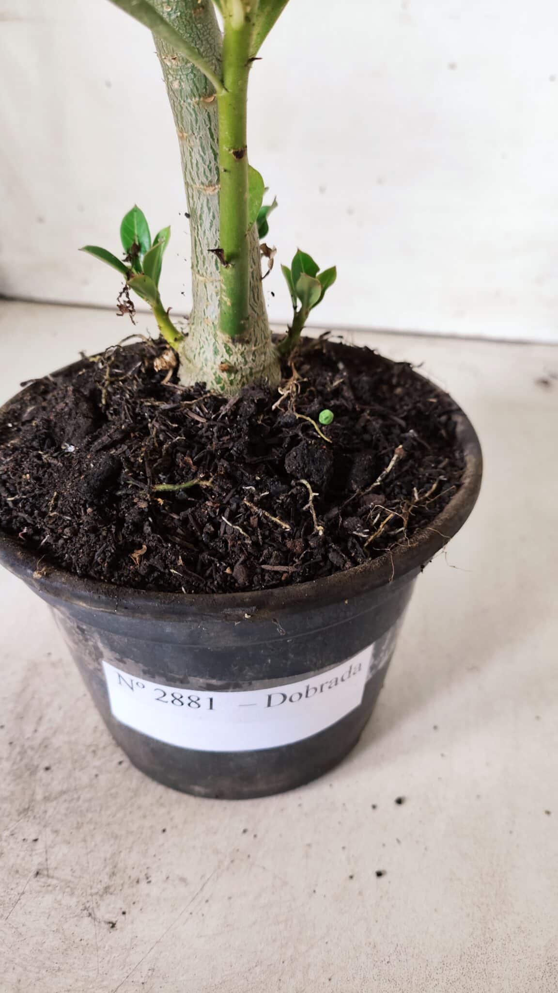 Planta Dobrada 2881 – 30cm – 02 anos