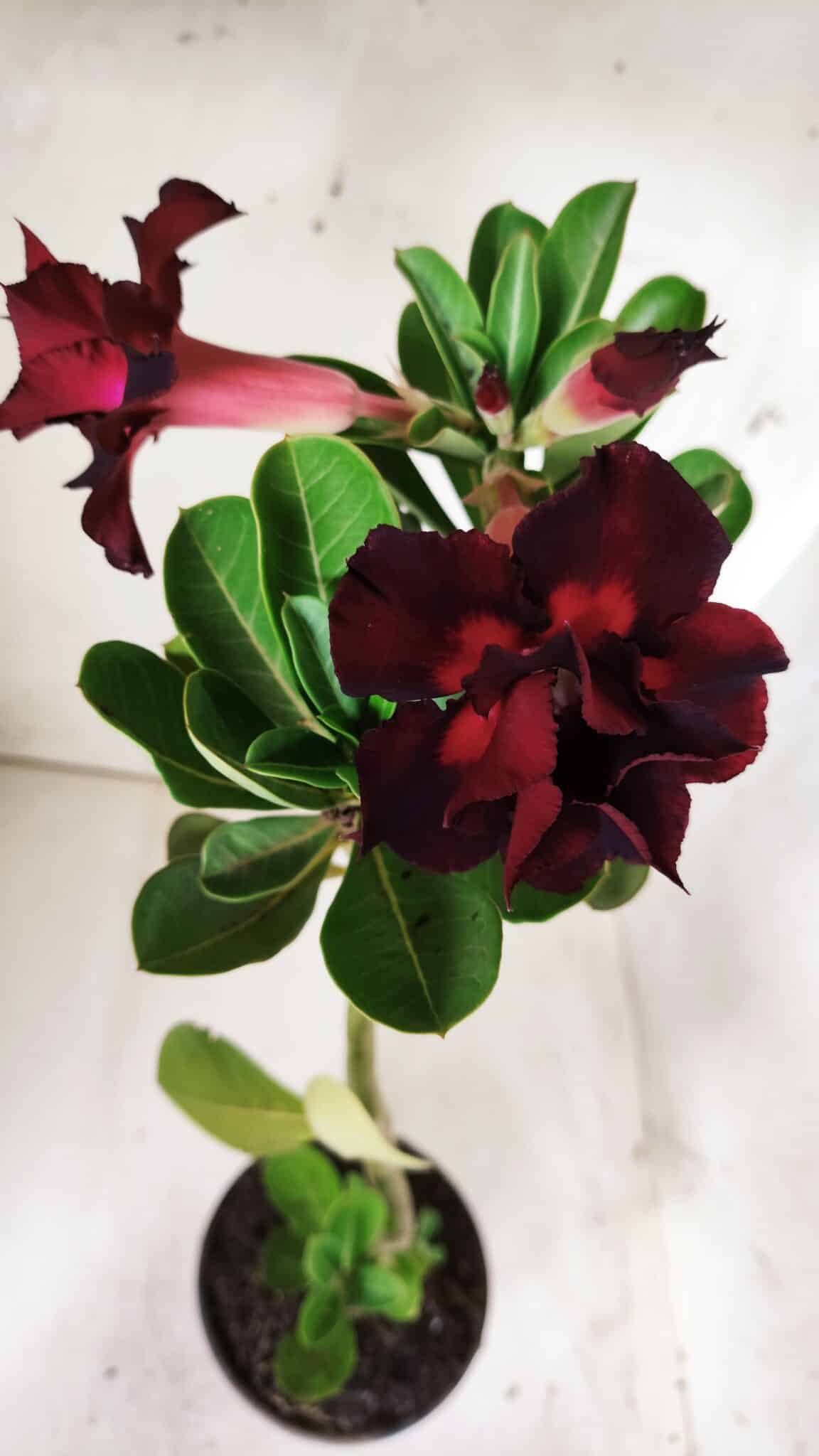 Planta Dobrada 2881 – 30cm – 02 anos