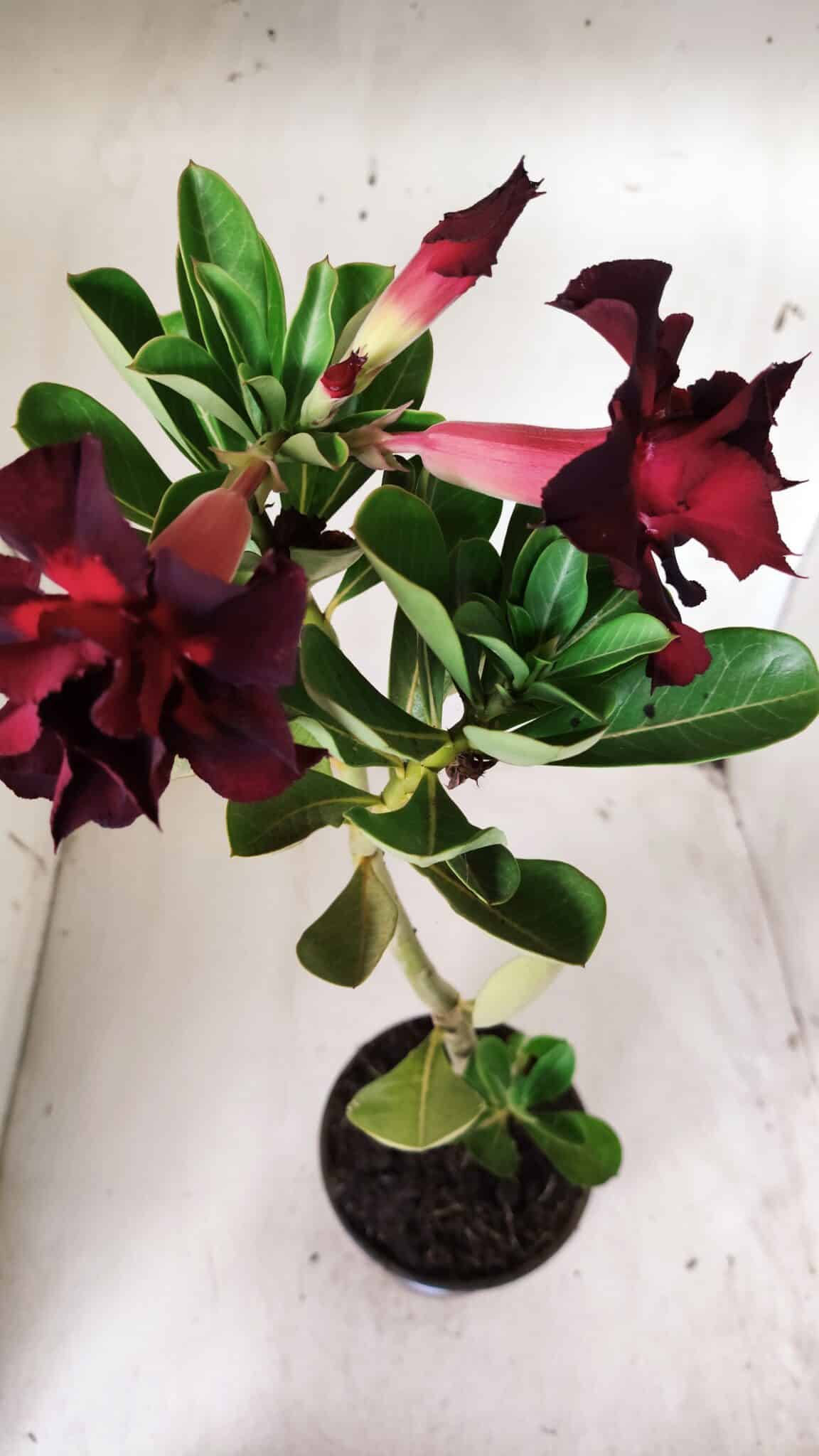 Planta Dobrada 2881 – 30cm – 02 anos