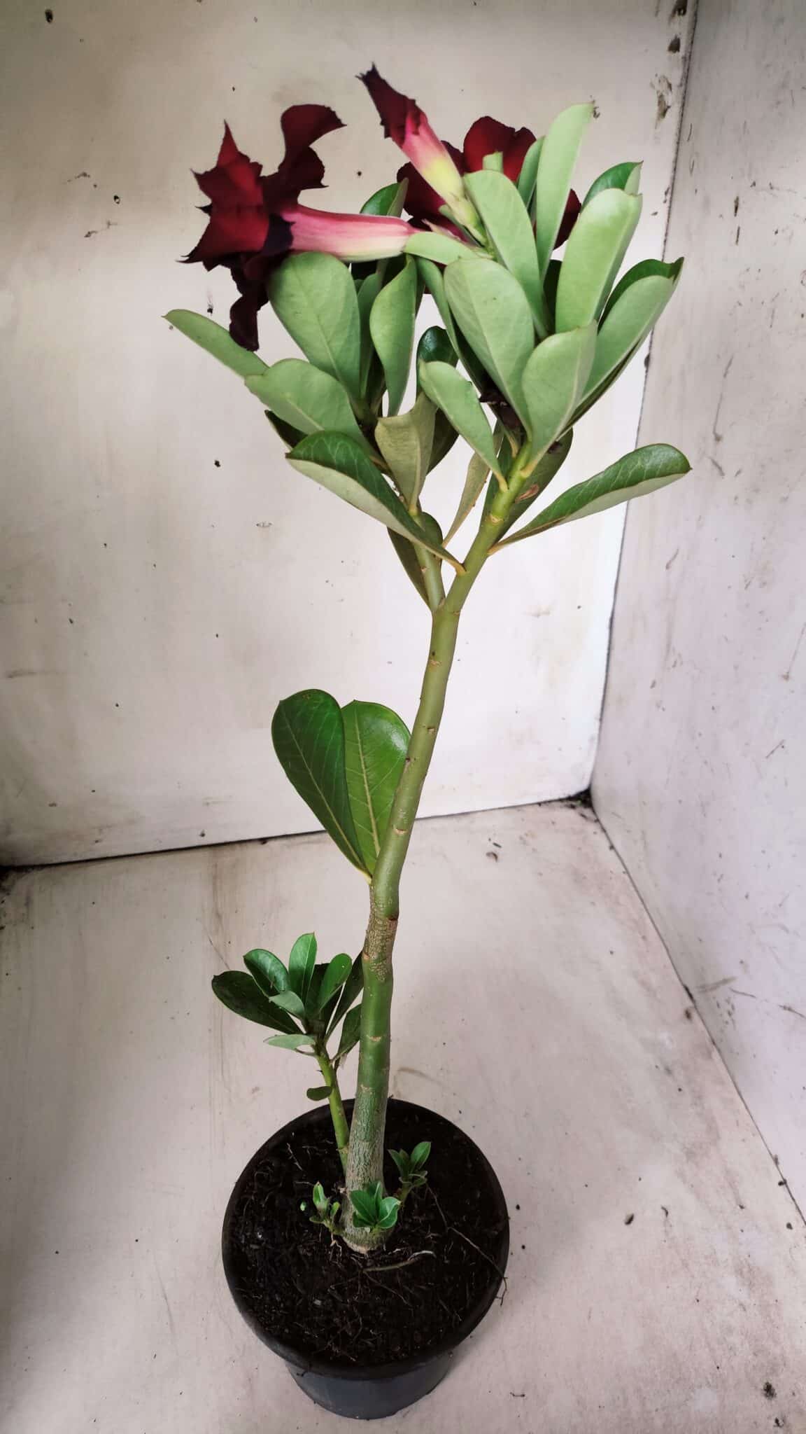 Planta Dobrada 2881 – 30cm – 02 anos