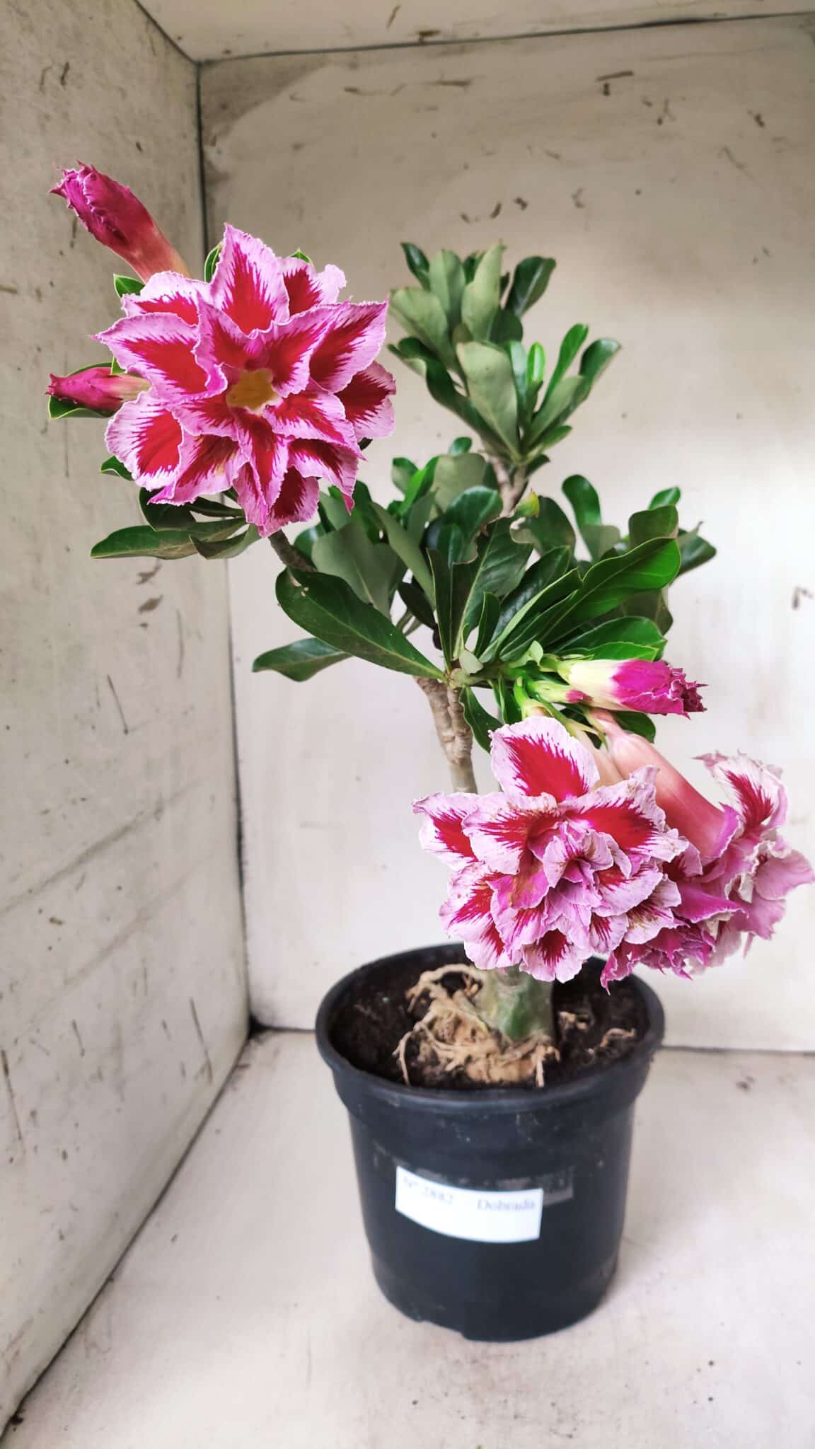 Planta Dobrada 2882 – 40cm – 03 anos