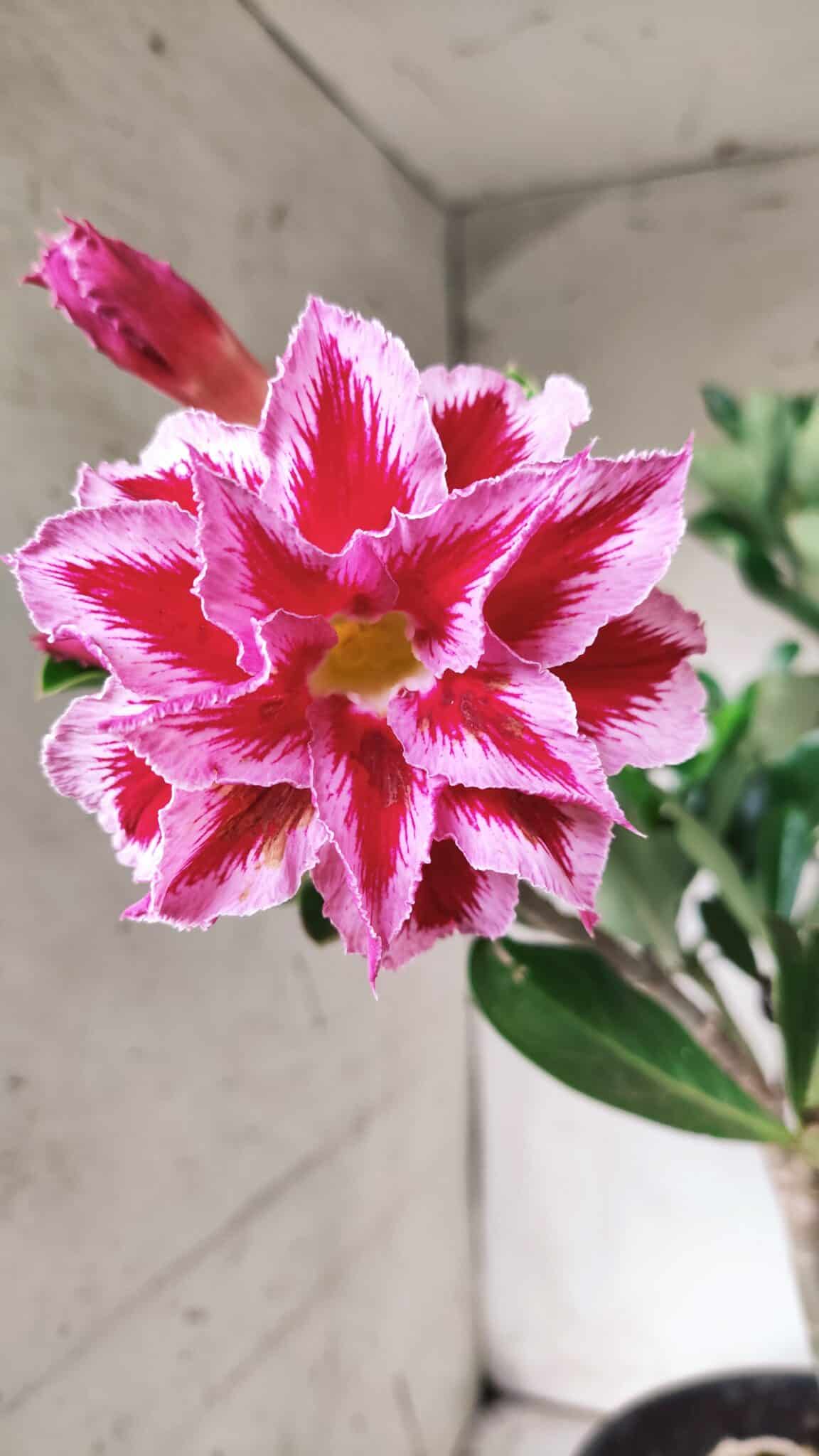 Planta Dobrada 2882 – 40cm – 03 anos