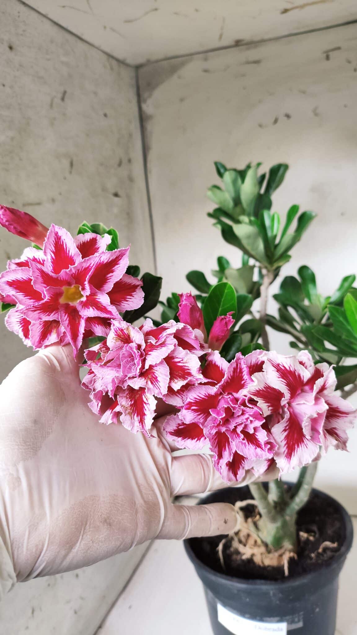 Planta Dobrada 2882 – 40cm – 03 anos