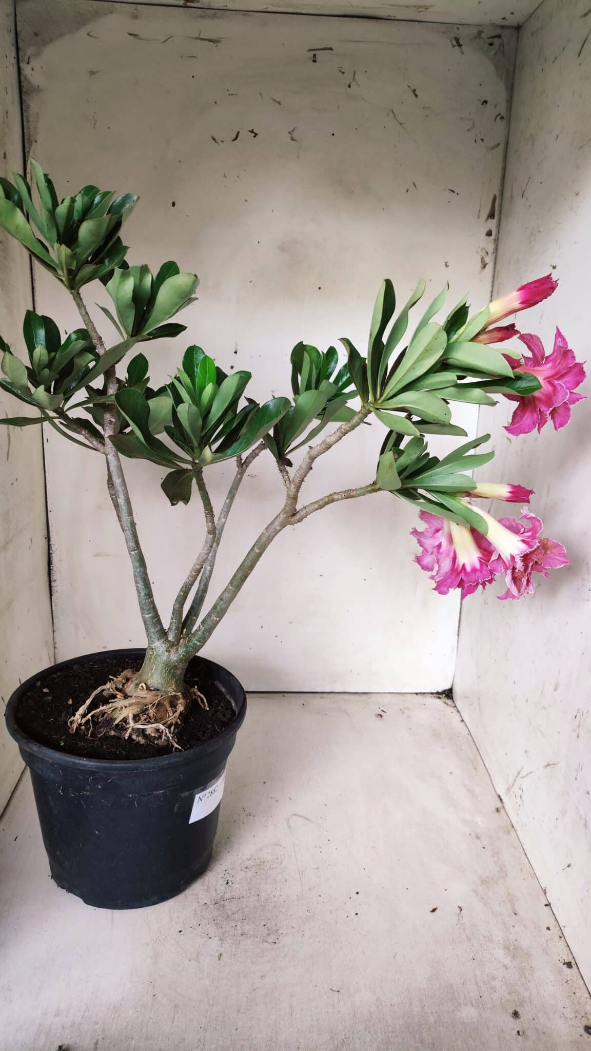 Planta Dobrada 2882 – 40cm – 03 anos