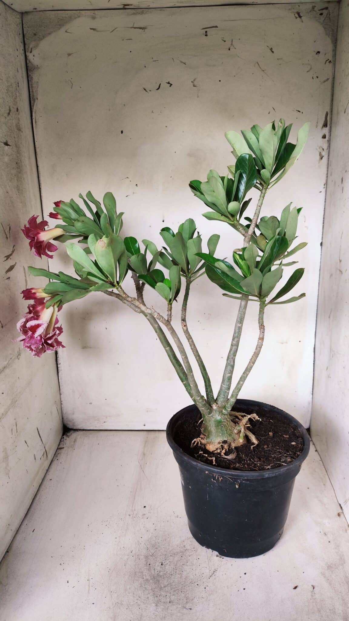 Planta Dobrada 2882 – 40cm – 03 anos
