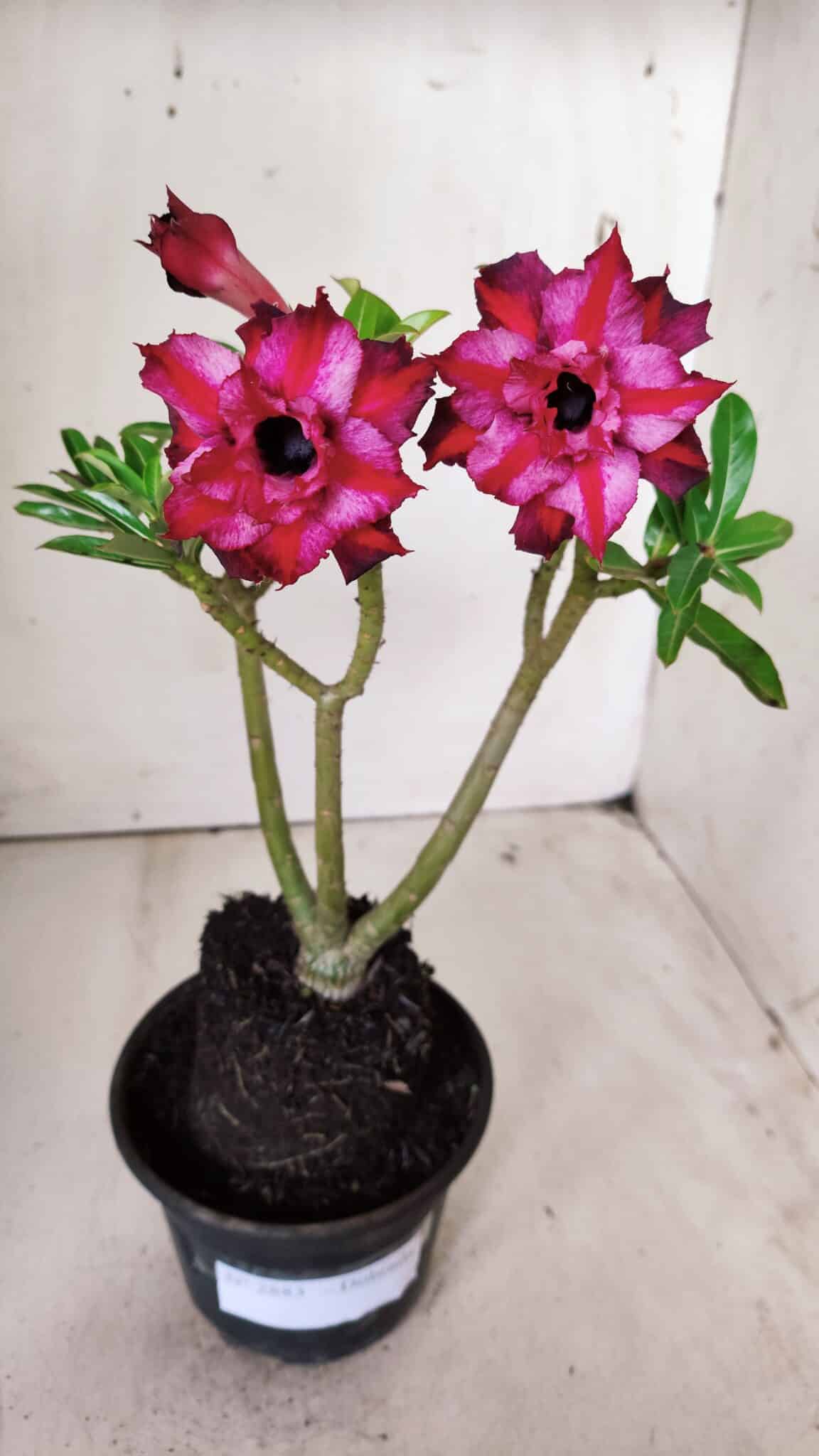 Planta Dobrada 2883 – 30cm – 02 anos