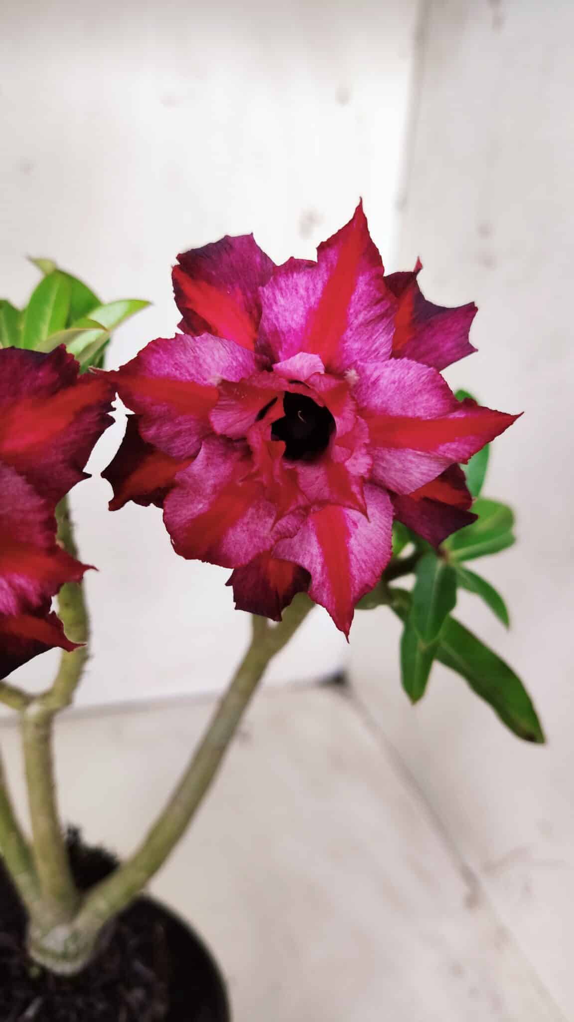 Planta Dobrada 2883 – 30cm – 02 anos