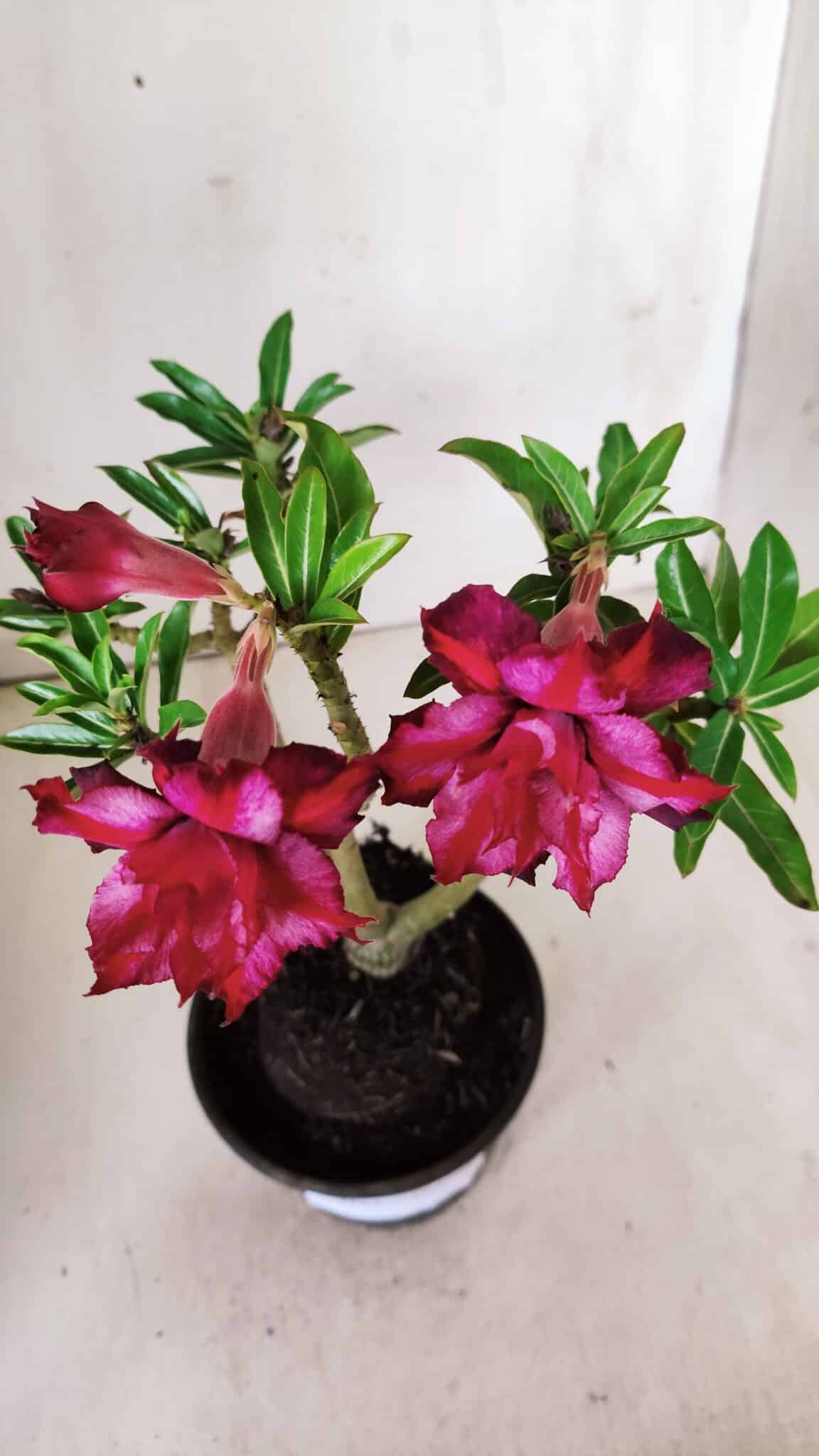 Planta Dobrada 2883 – 30cm – 02 anos