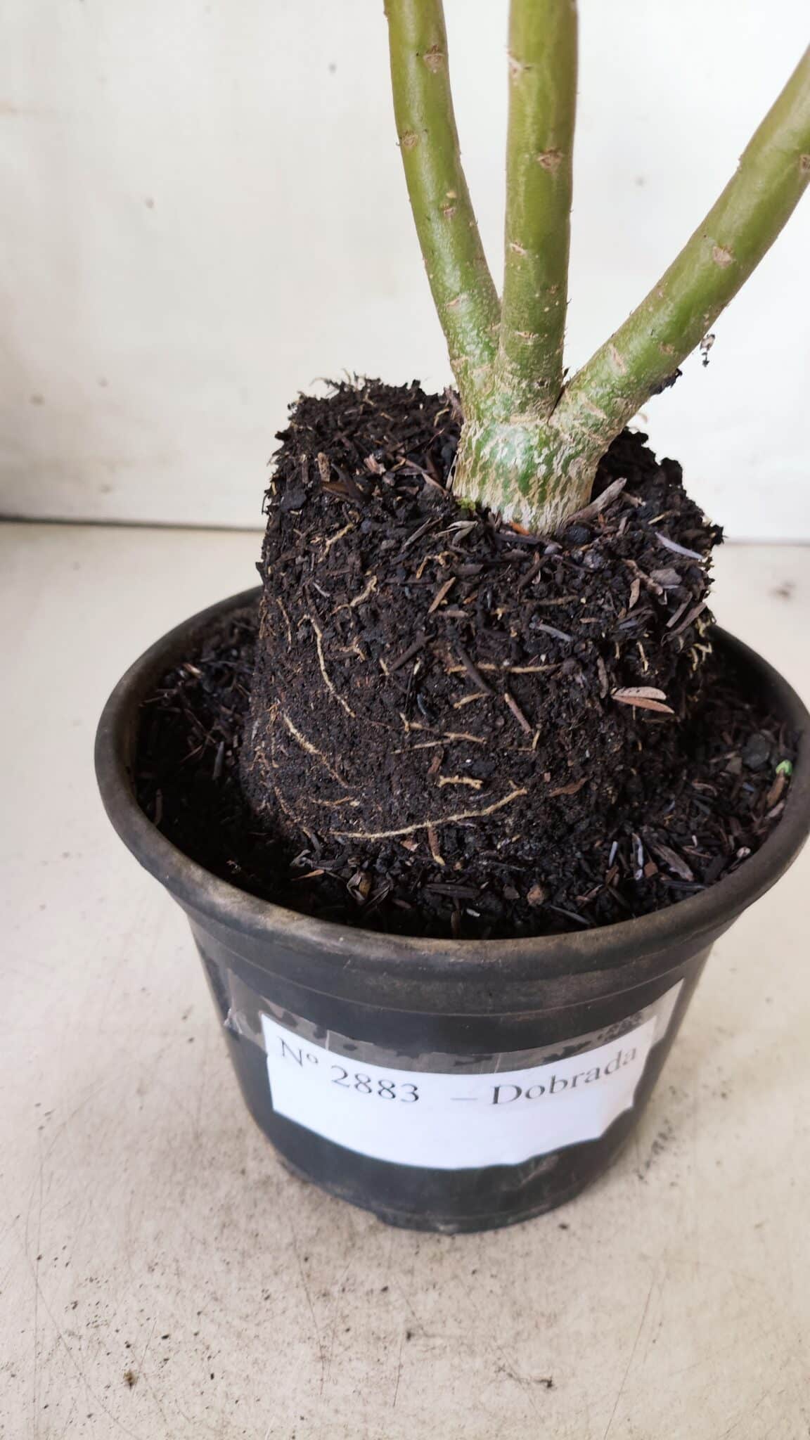 Planta Dobrada 2883 – 30cm – 02 anos