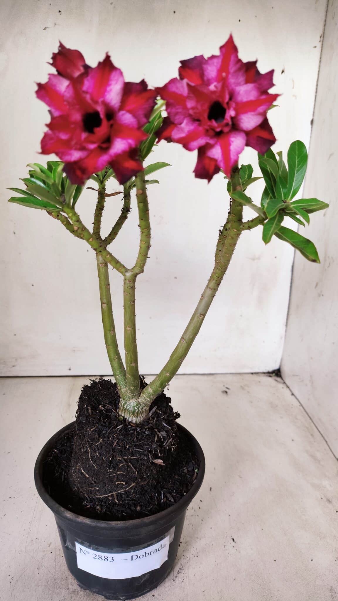 Planta Dobrada 2883 – 30cm – 02 anos