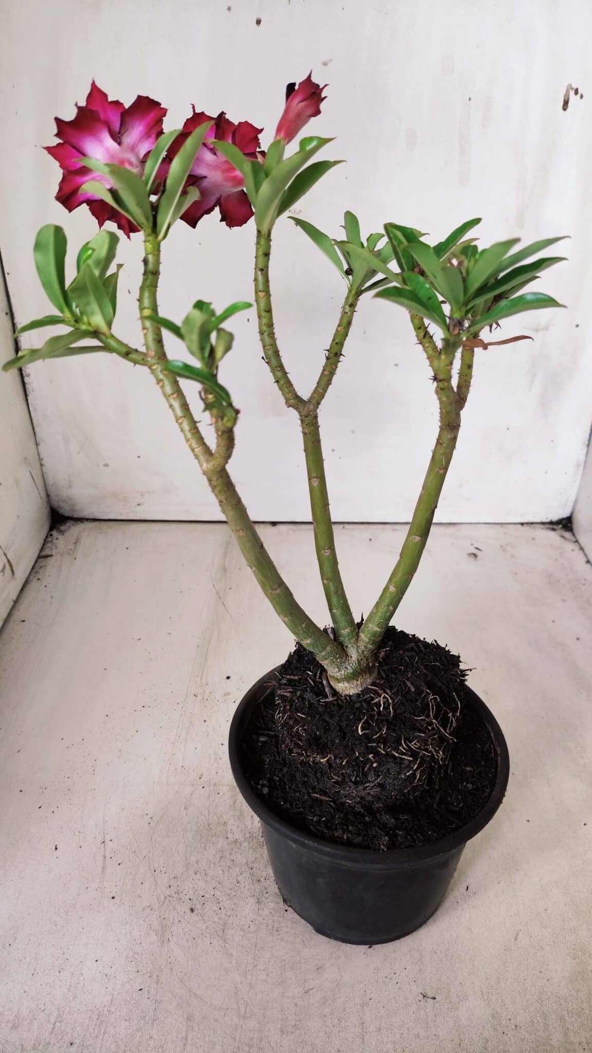 Planta Dobrada 2883 – 30cm – 02 anos