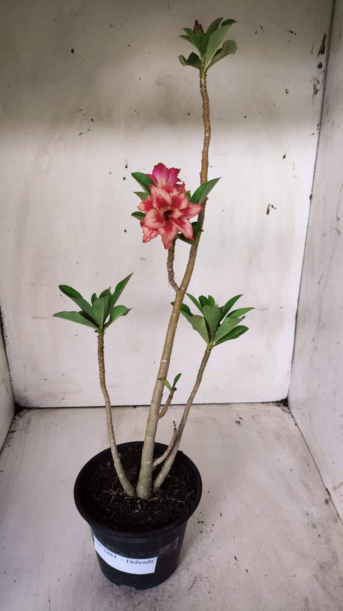 Planta Dobrada 2884 – 30cm – 02 anos