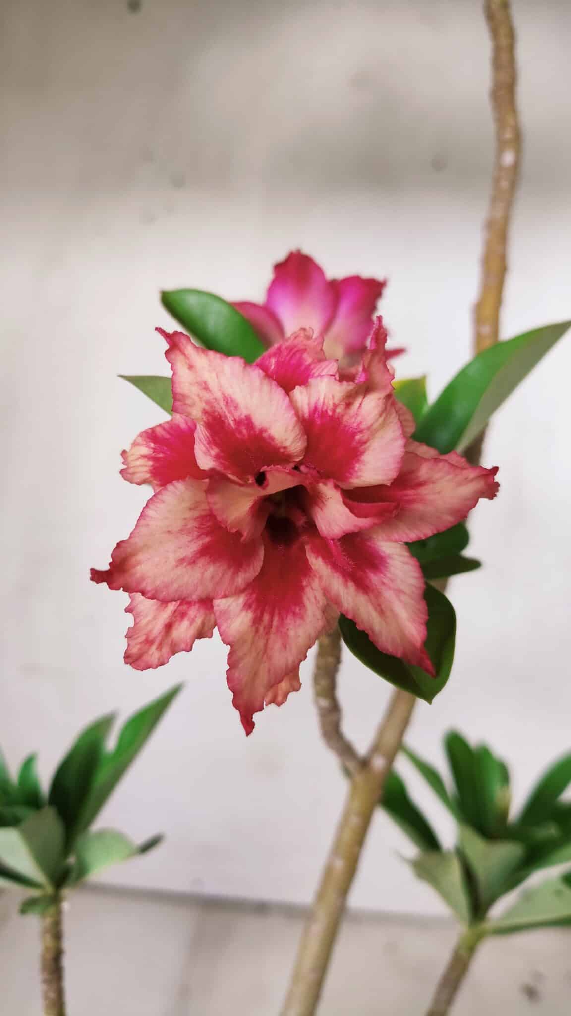 Planta Dobrada 2884 – 30cm – 02 anos