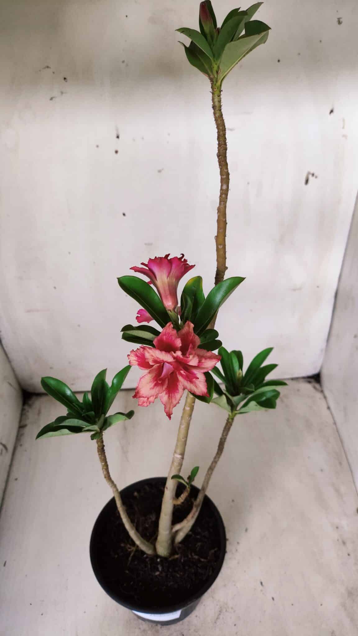Planta Dobrada 2884 – 30cm – 02 anos