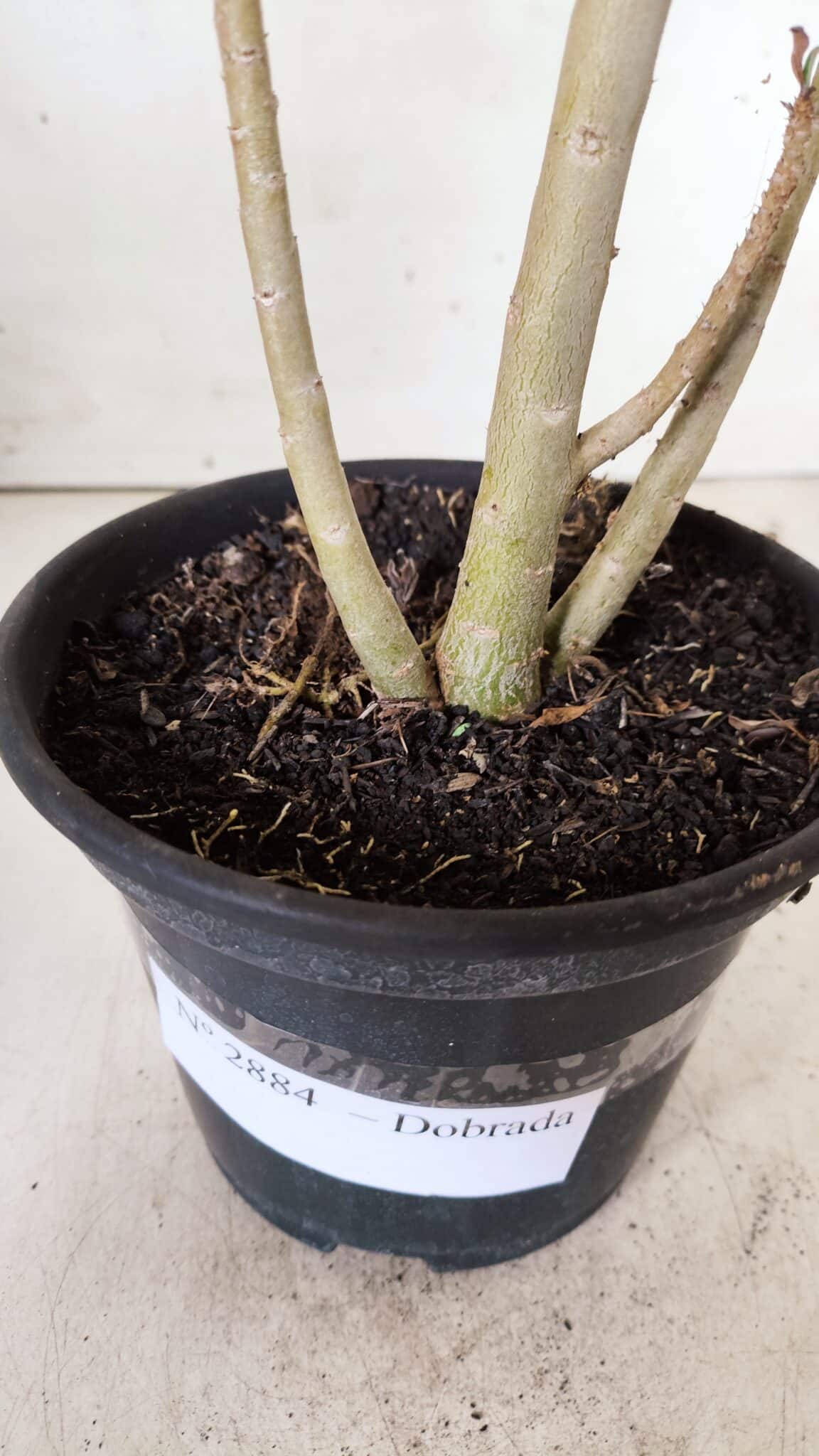 Planta Dobrada 2884 – 30cm – 02 anos