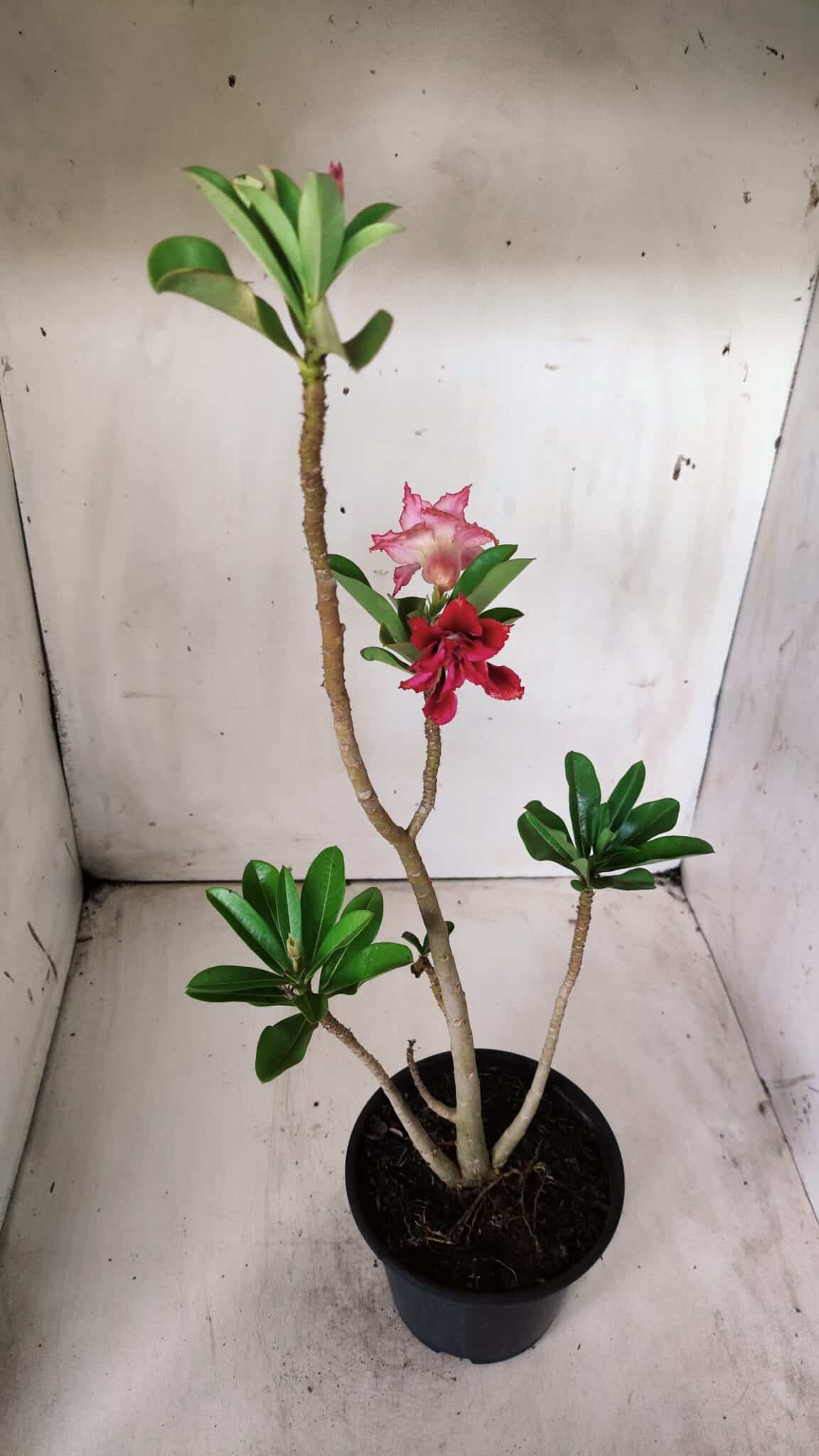 Planta Dobrada 2884 – 30cm – 02 anos