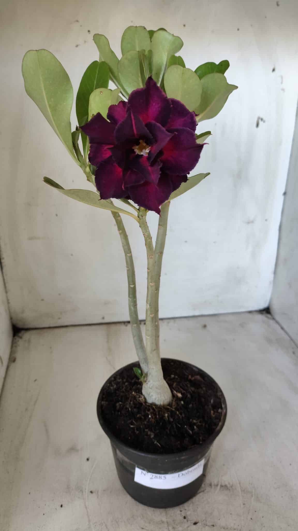 Planta Dobrada 2885 – 30cm – 02 anos