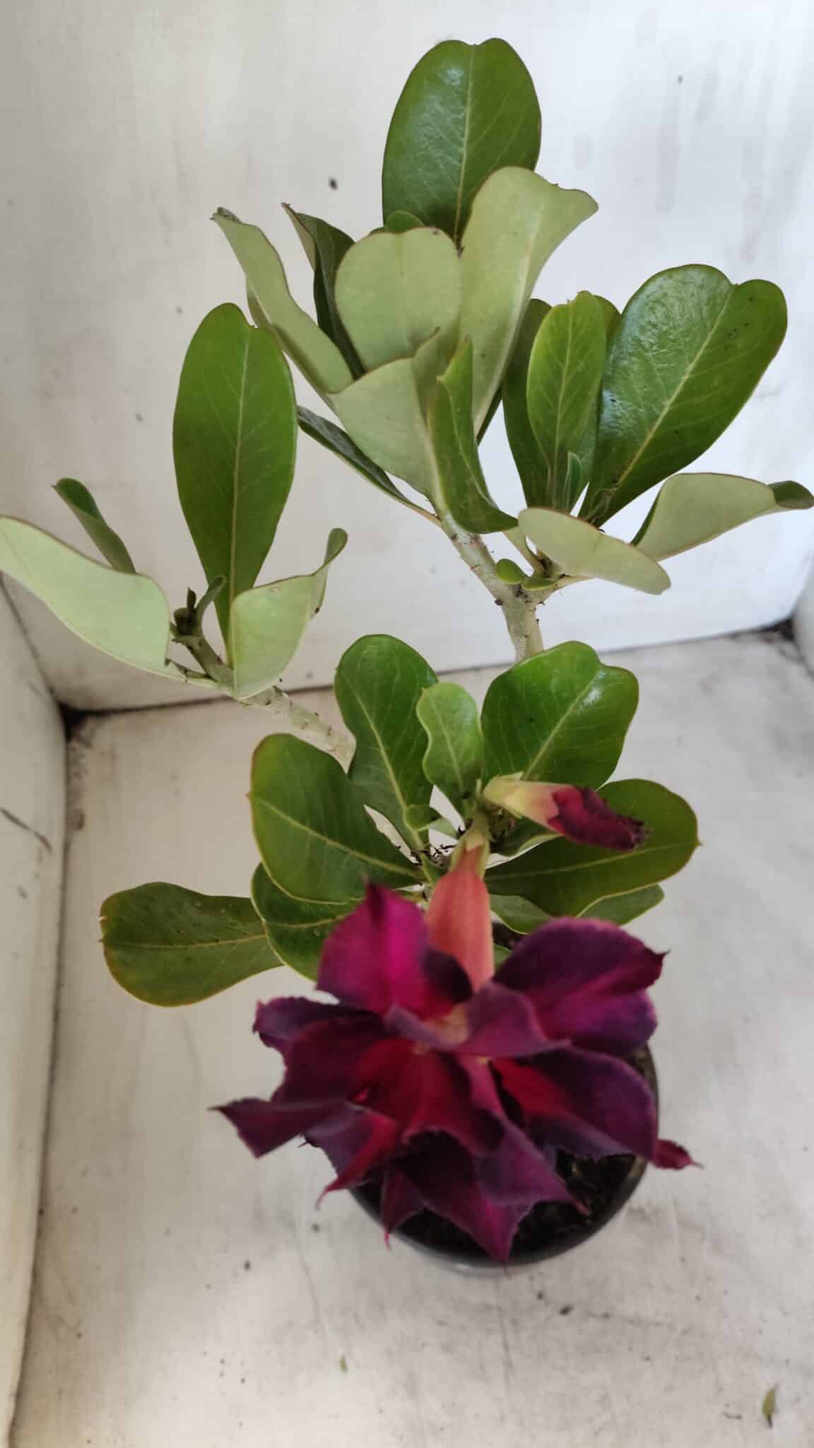 Planta Dobrada 2885 – 30cm – 02 anos