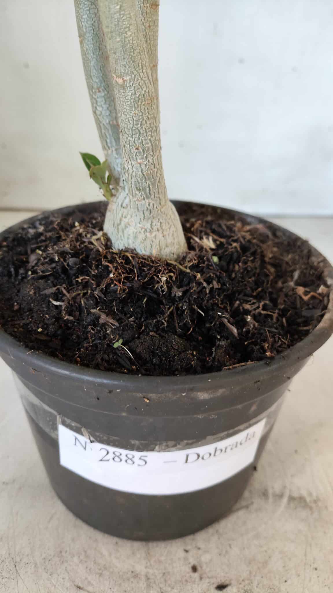 Planta Dobrada 2885 – 30cm – 02 anos