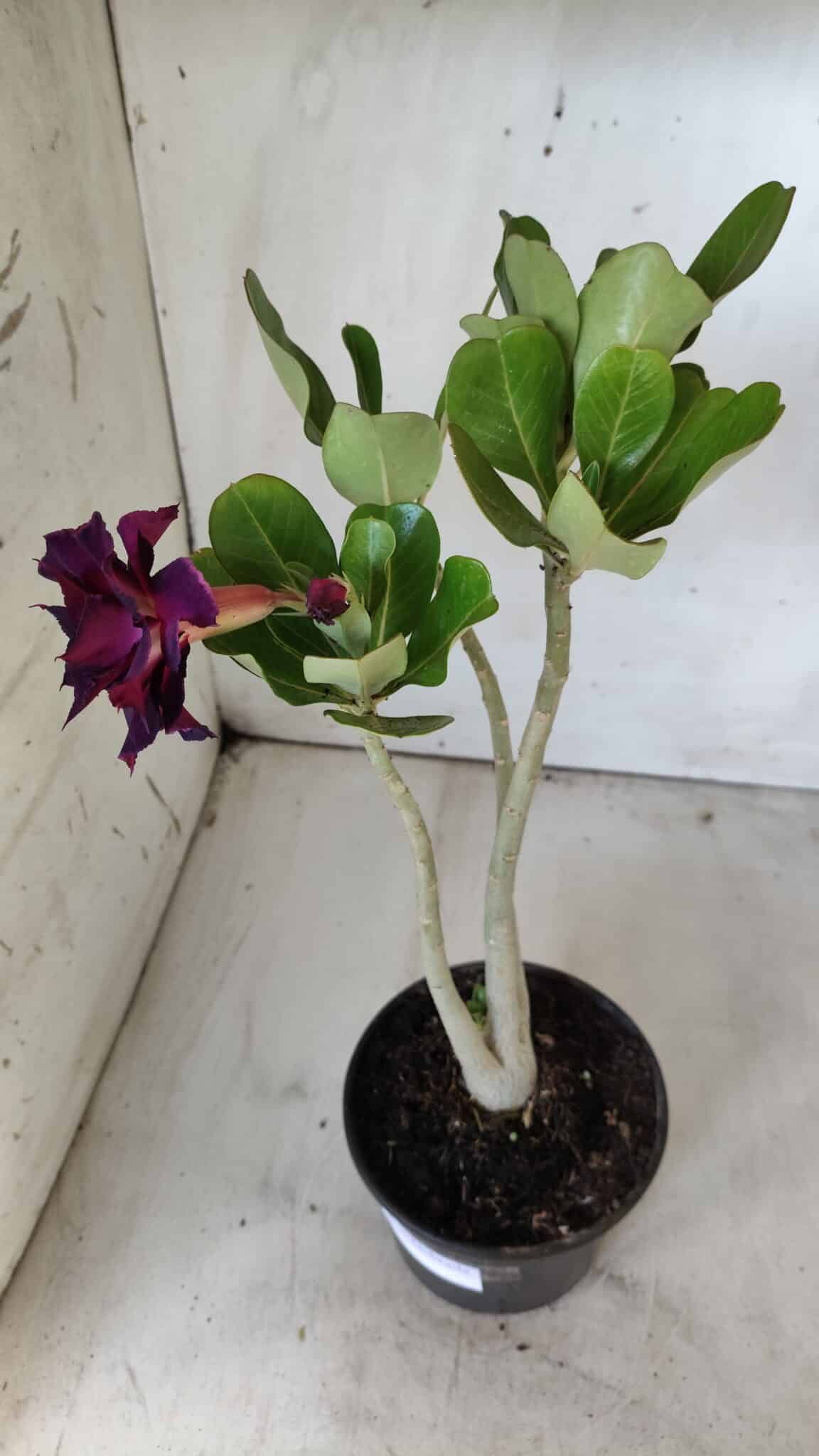 Planta Dobrada 2885 – 30cm – 02 anos