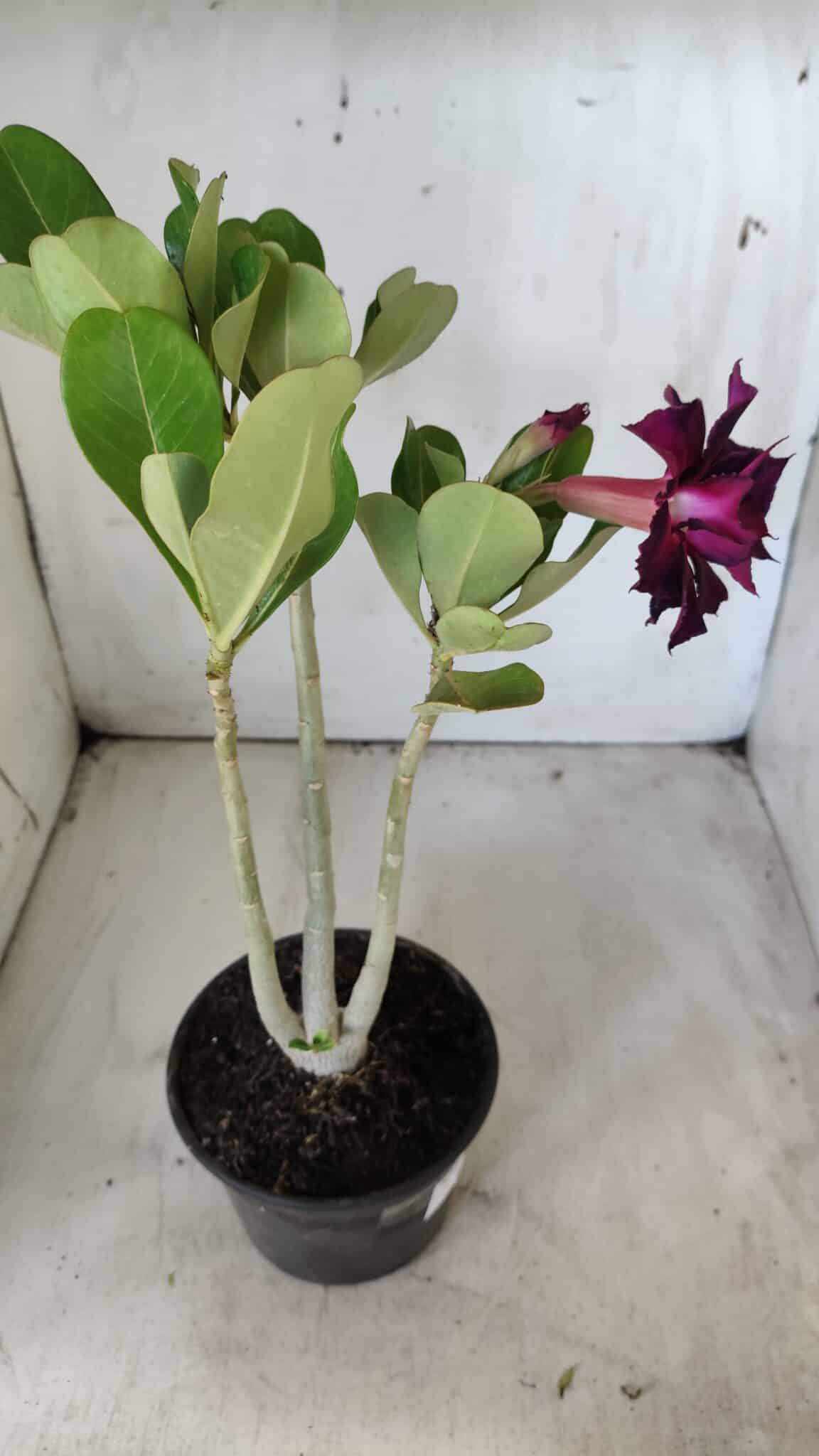 Planta Dobrada 2885 – 30cm – 02 anos