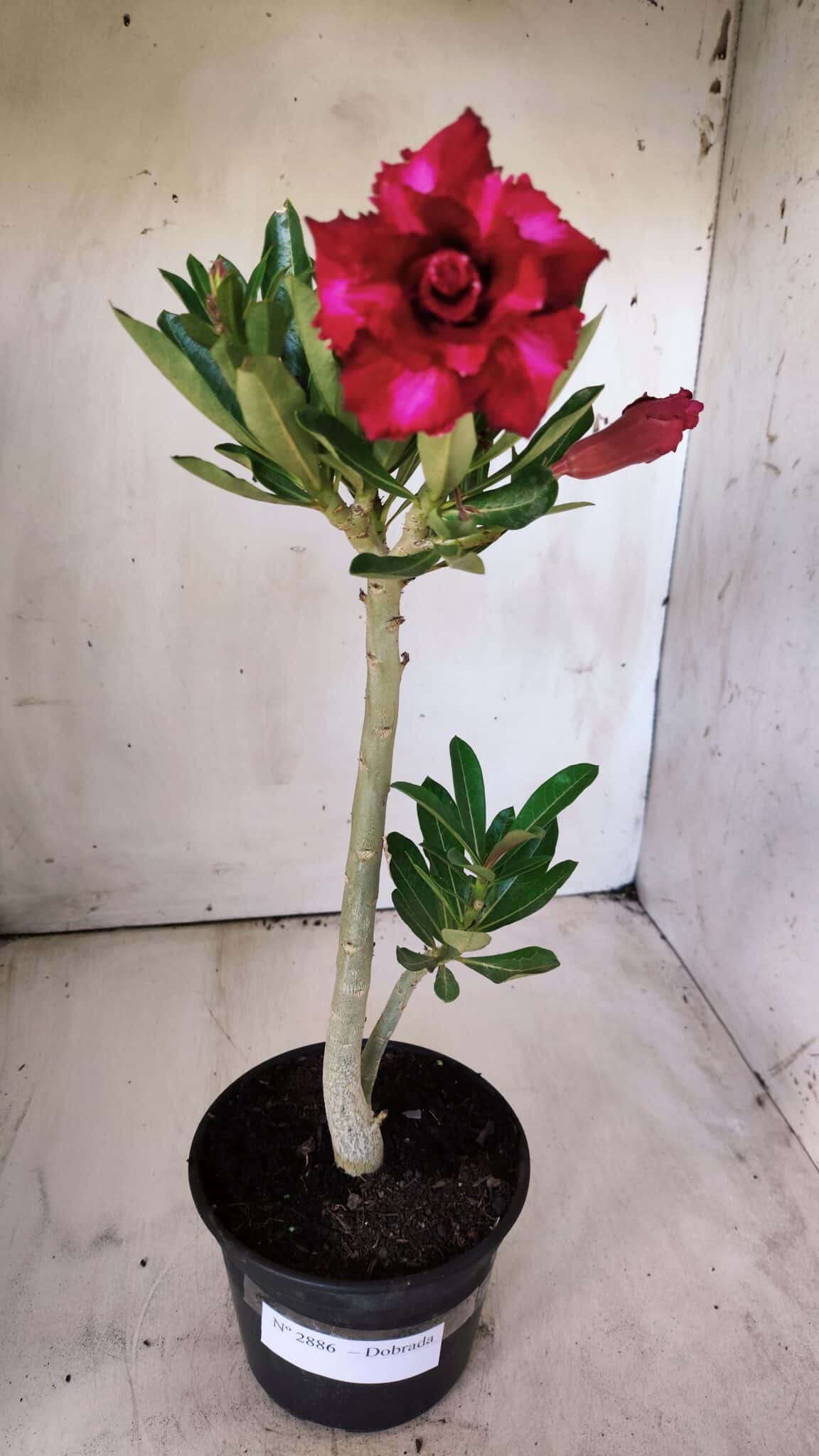 Planta Dobrada 2886 – 30cm – 02 anos