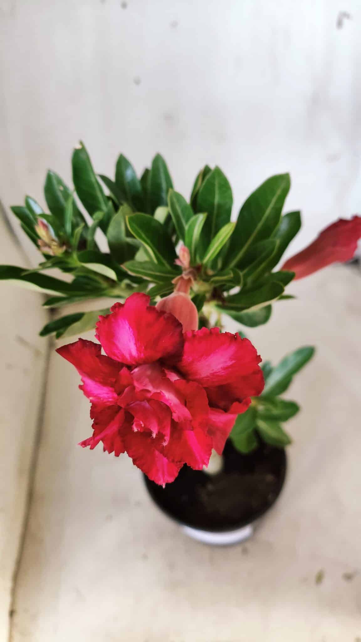 Planta Dobrada 2886 – 30cm – 02 anos