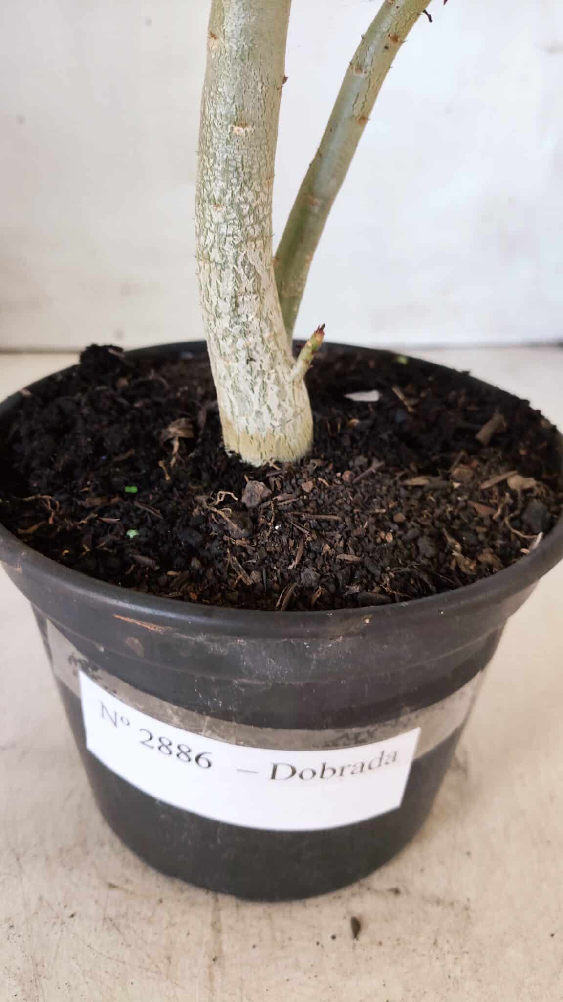 Planta Dobrada 2886 – 30cm – 02 anos